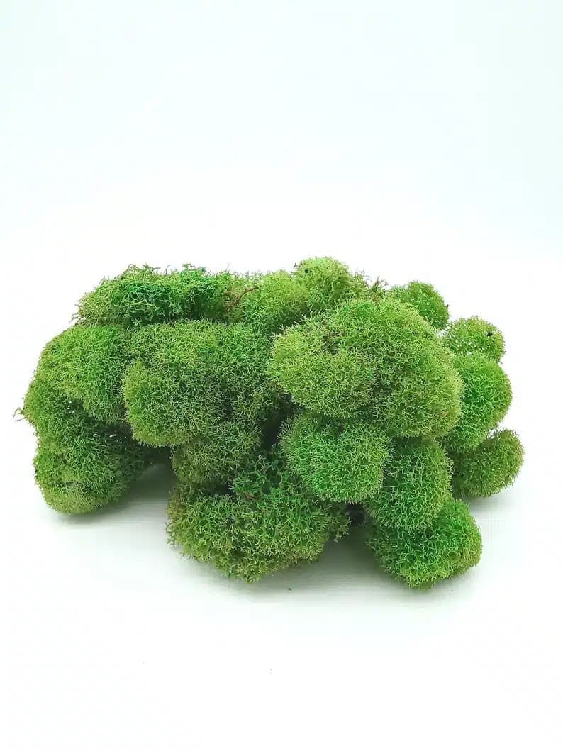 Deerfoot Spring Green (Preserved)