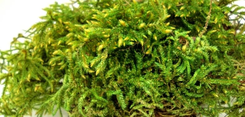 Fresh Shag Moss – Rhytidiadelphus squarrosus (LIVE)