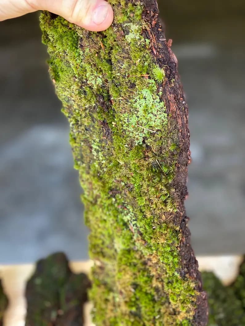Mossy Shingles, Live for vivarium Set of 3