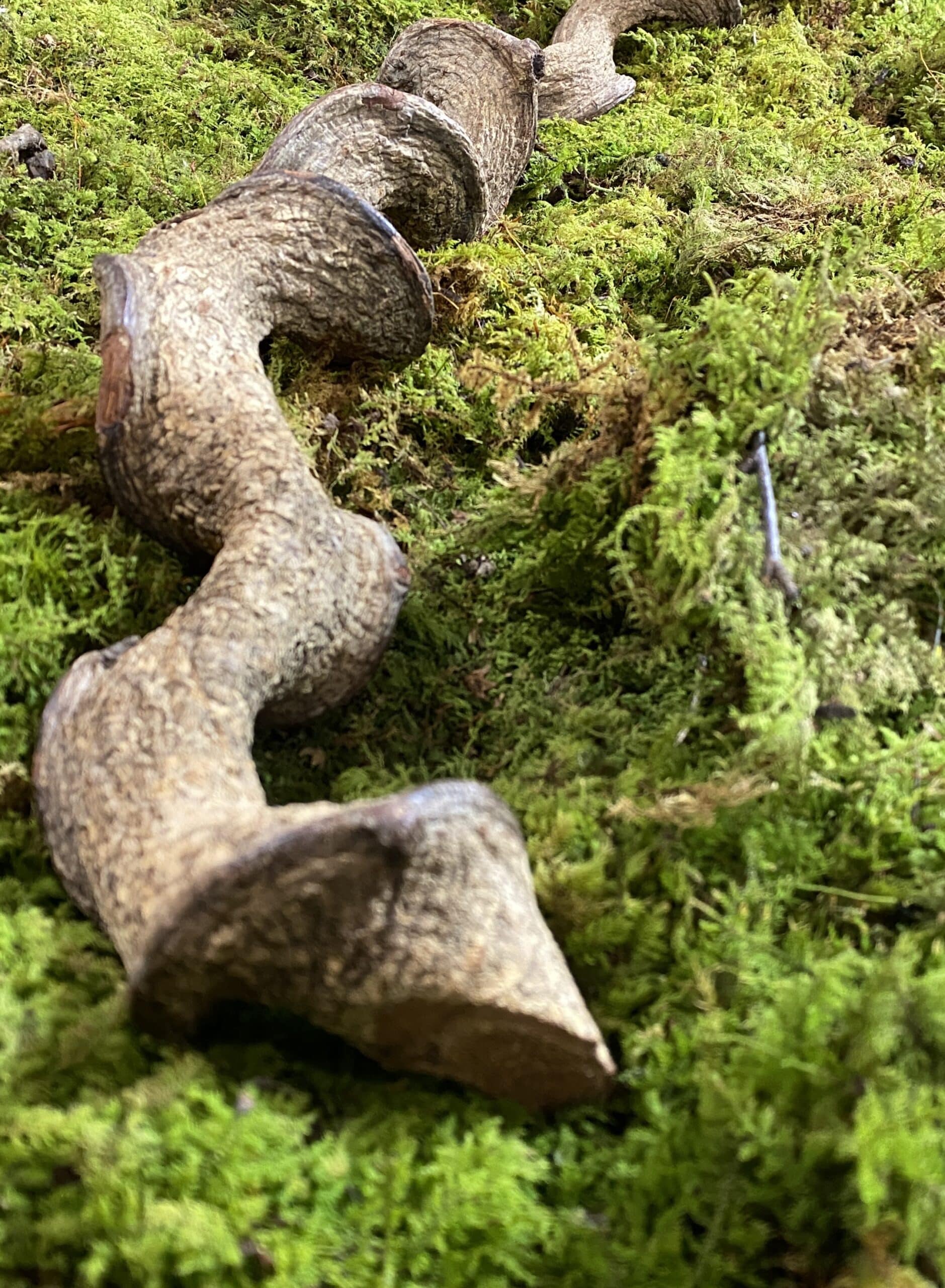 Twisted Jungle wood (Terrarium Friendly)