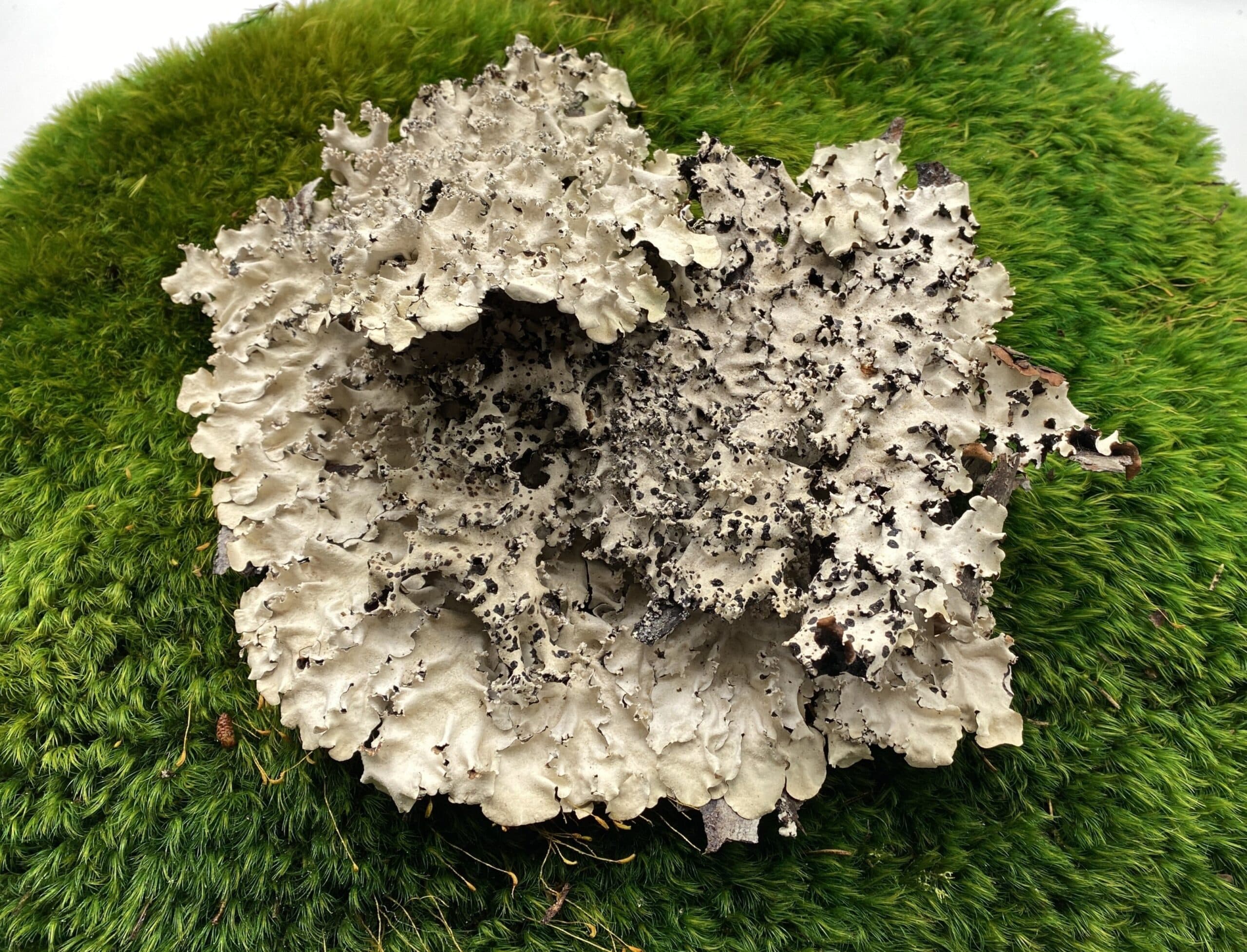 Black Lichen (Sq. Ft.)