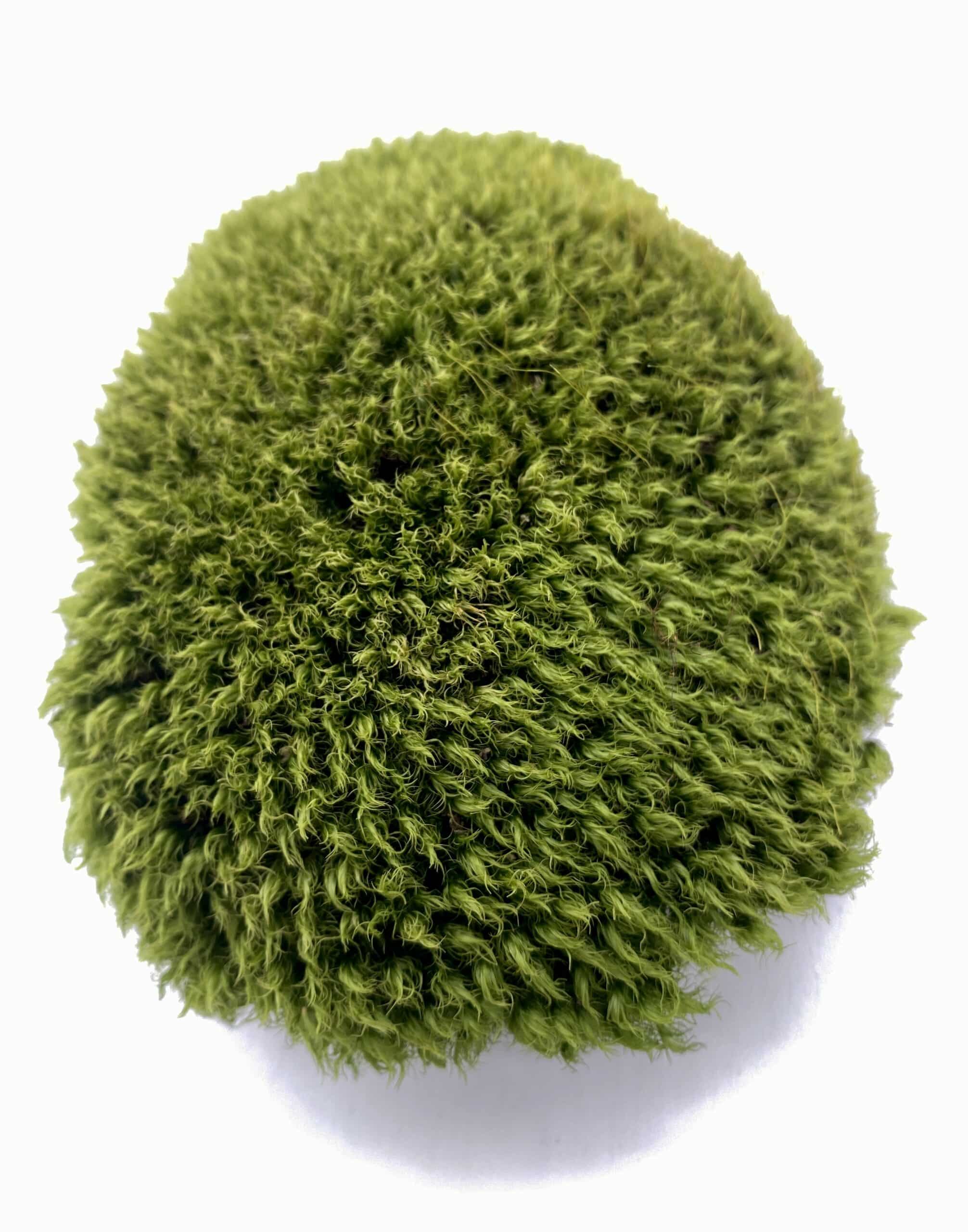 Rock Cap Moss
