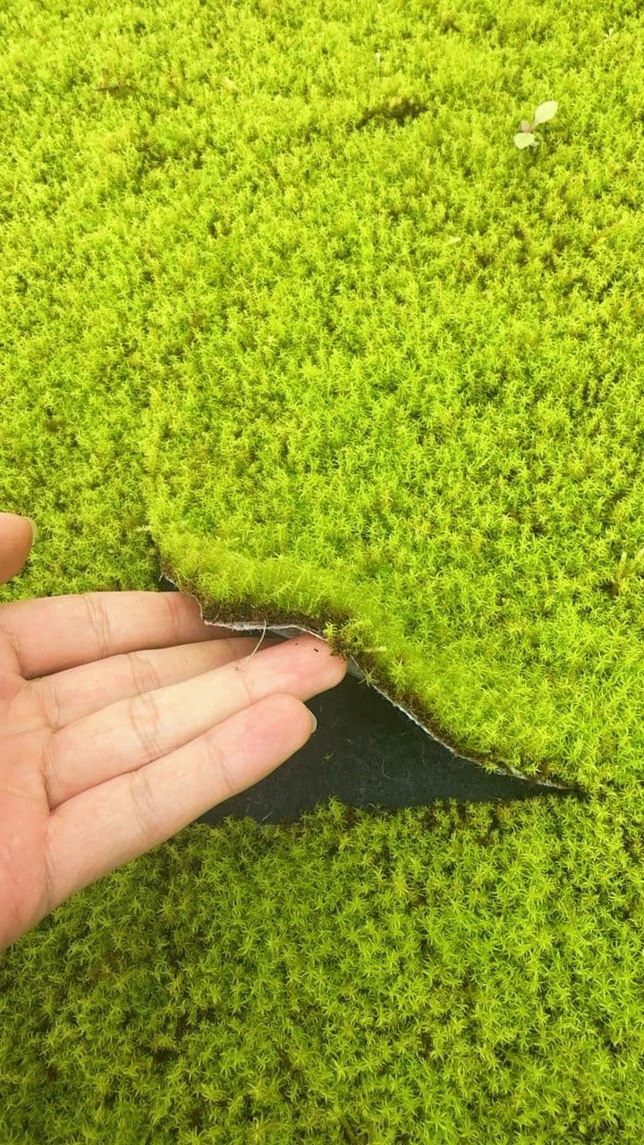Star Moss – Racomitrium Japonicum - thumbnail 3