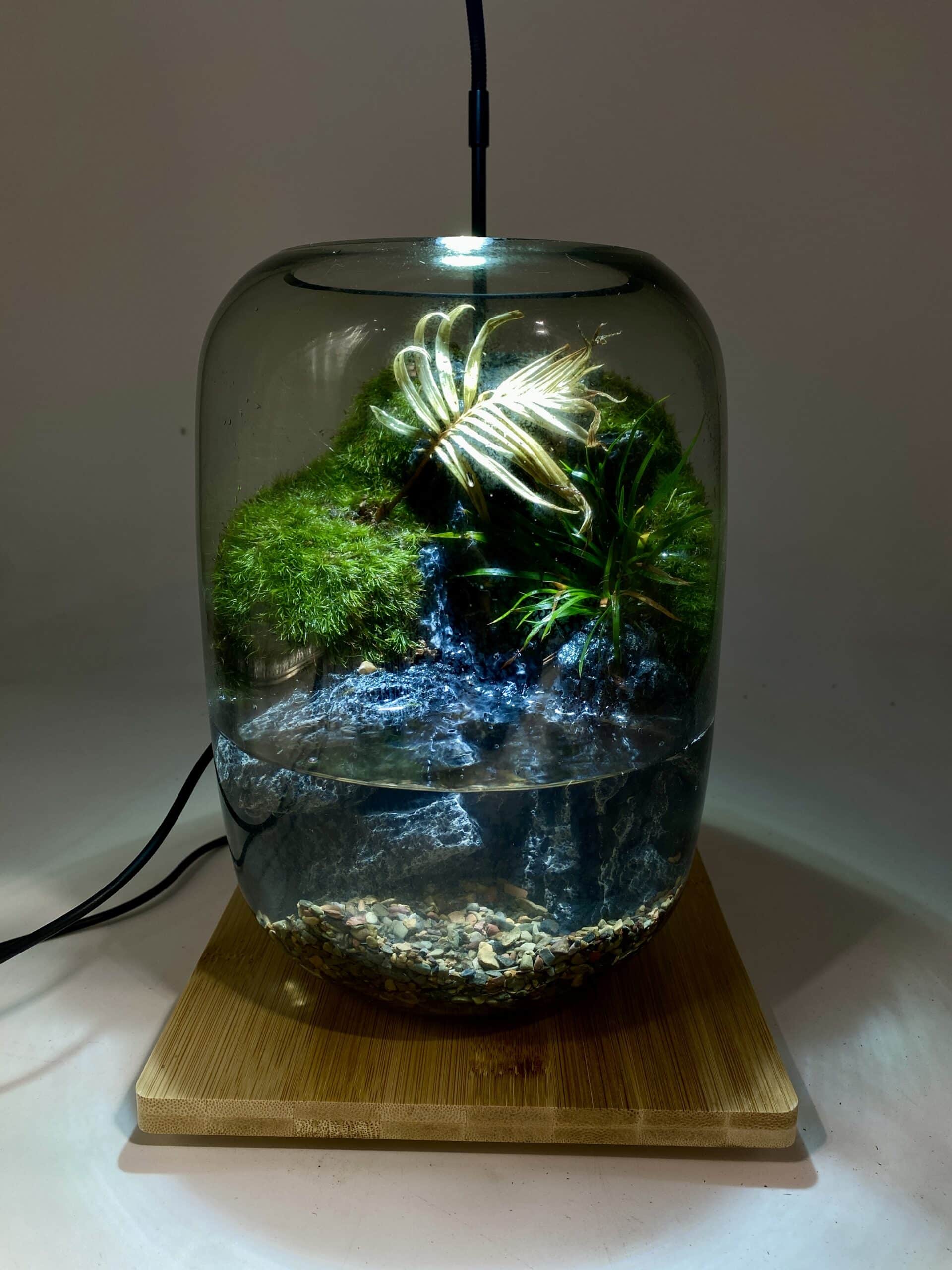 Live Moss Terrarium