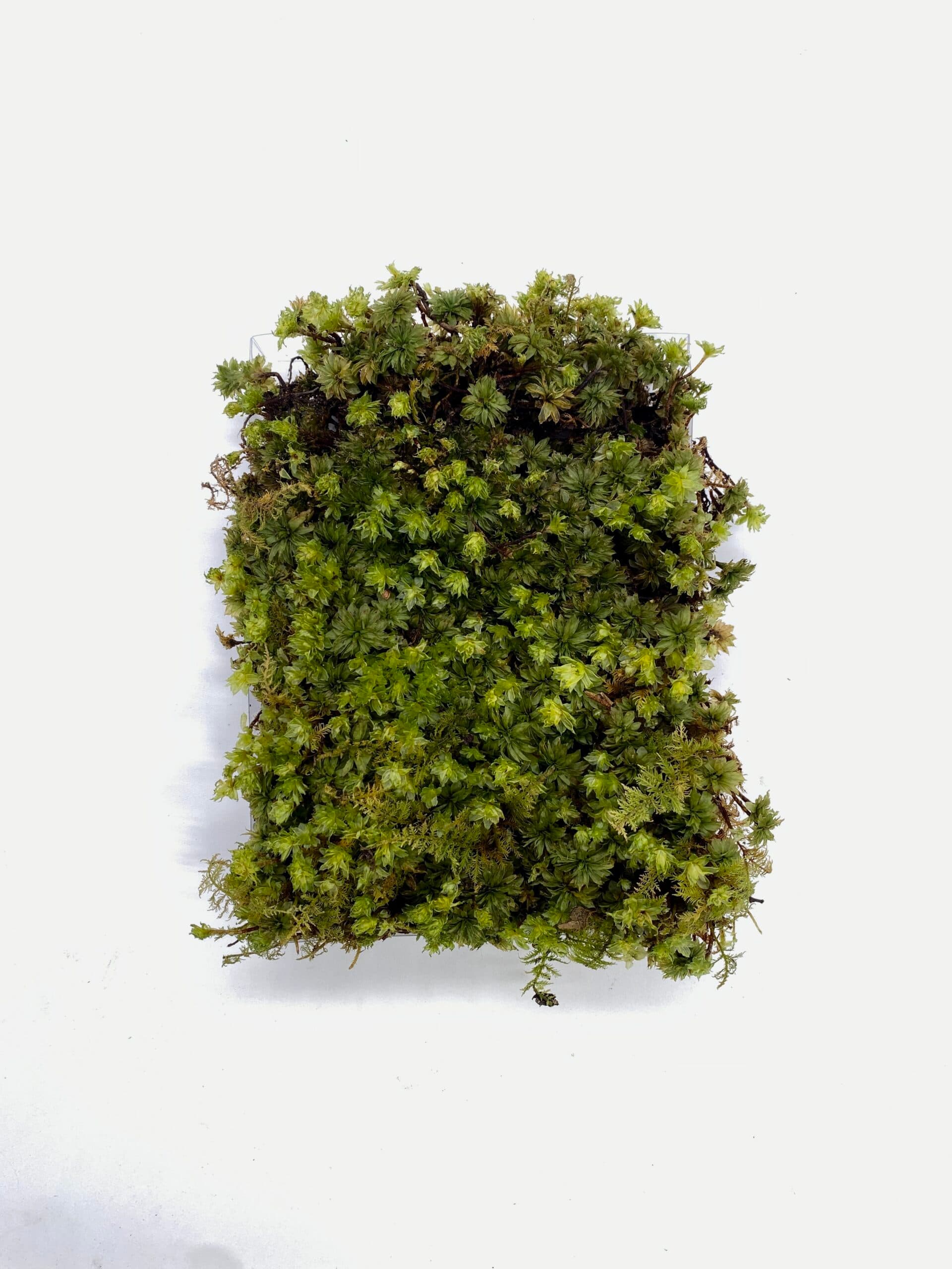 Rose Moss – Rhodobryum ontariense