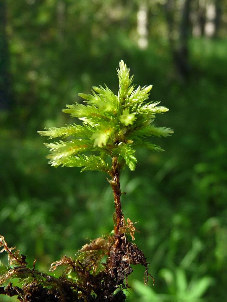 Tree Moss – Climacium