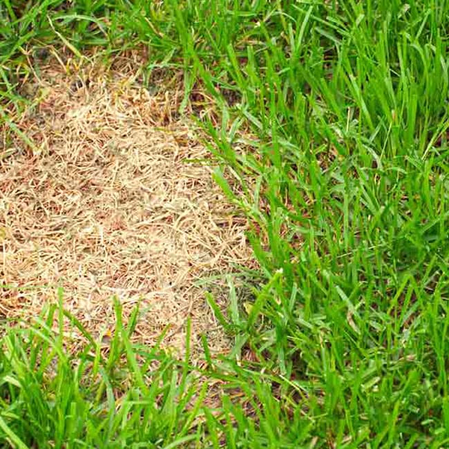 Spot Seeding Turf Repair