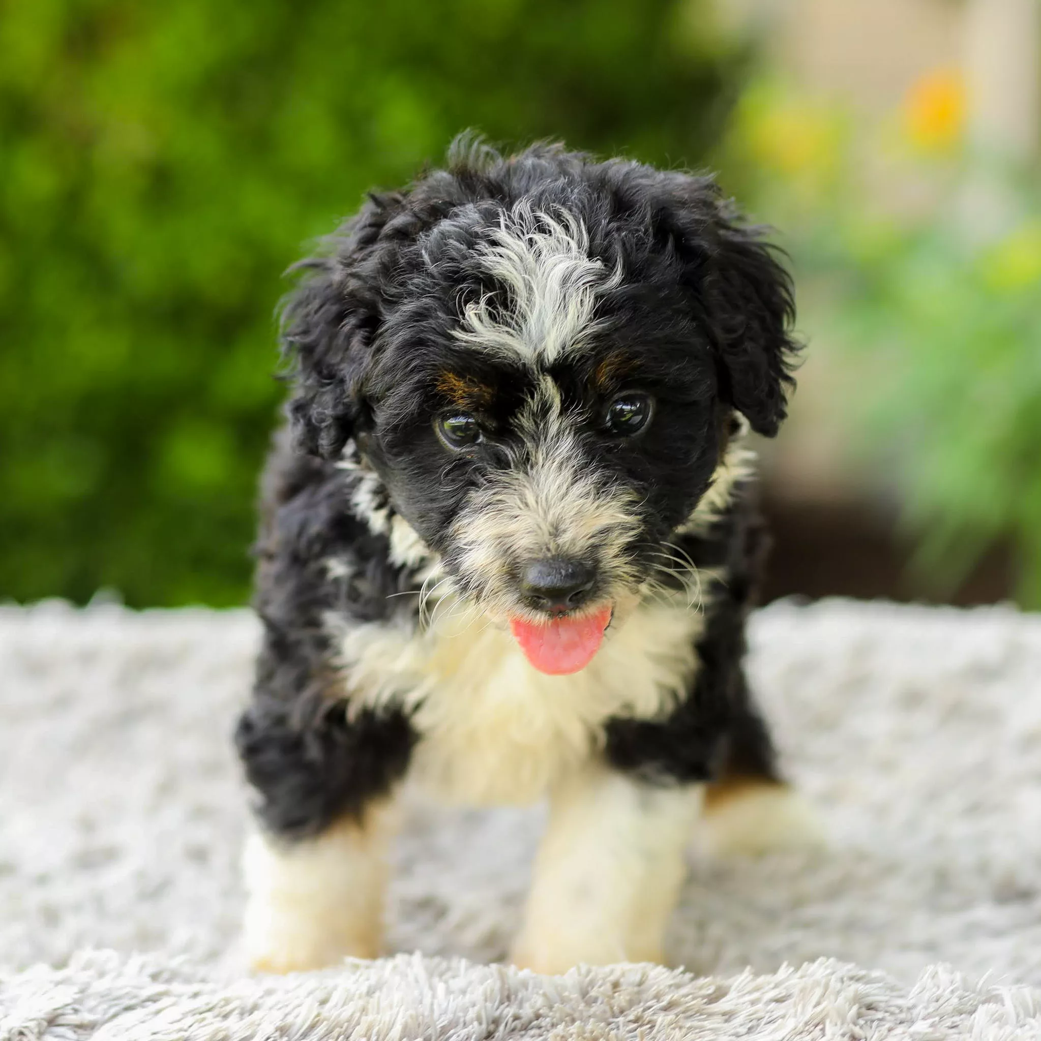 Archie