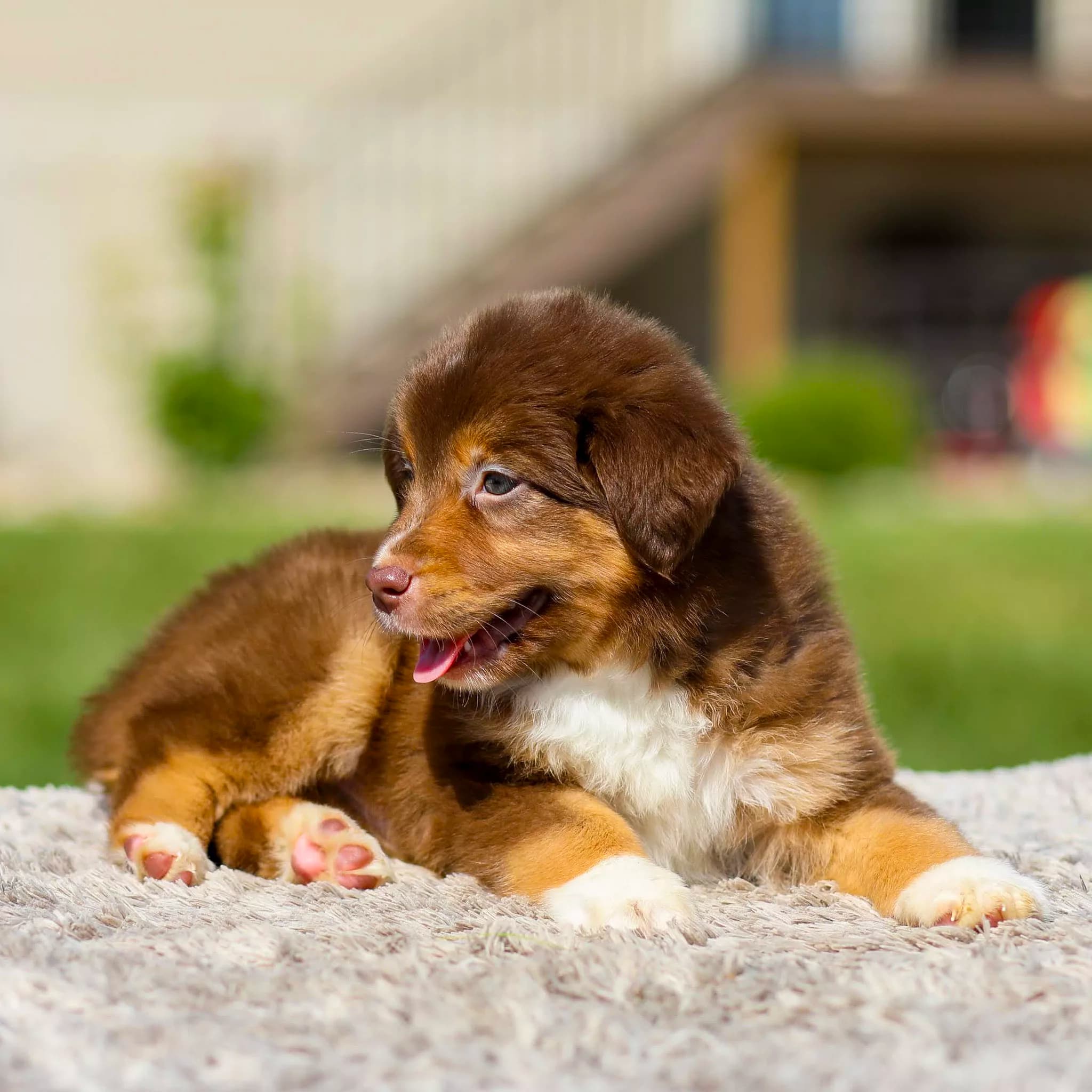 Hershey - thumbnail 2