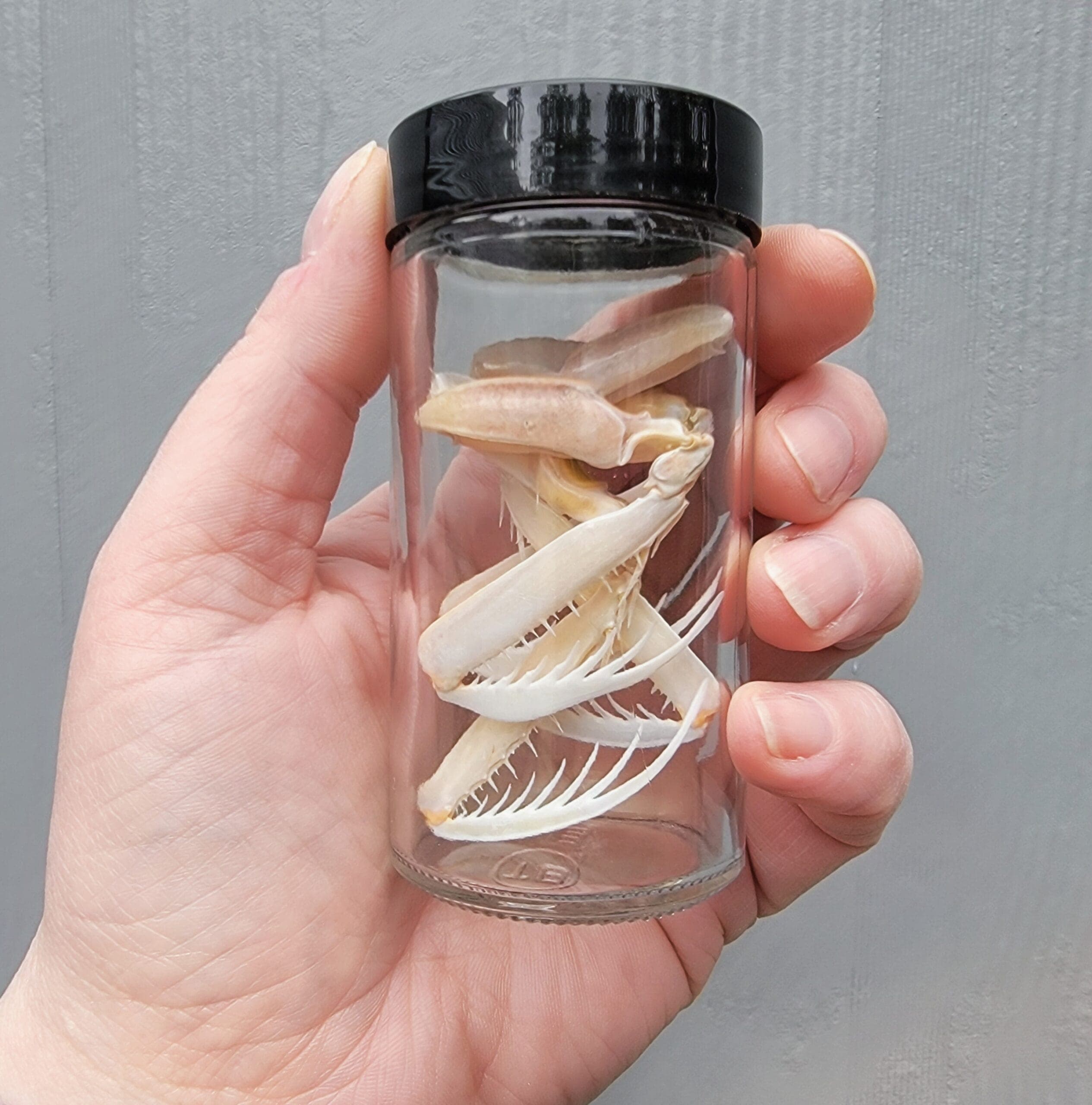 Large Mantis Shrimp Claws, Curio Jar, Oddities Decor - thumbnail 2