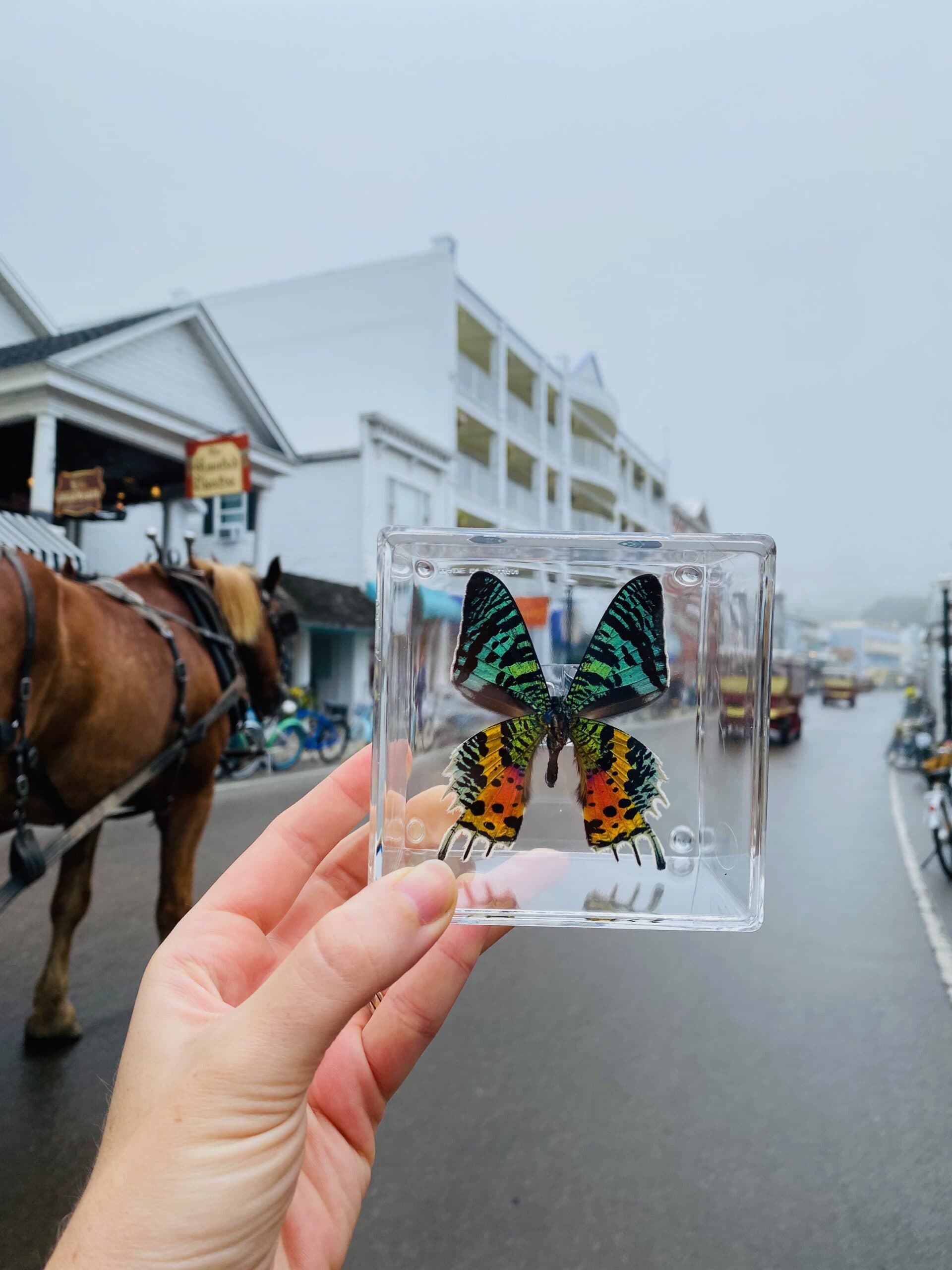 4×4 Sunset Moth