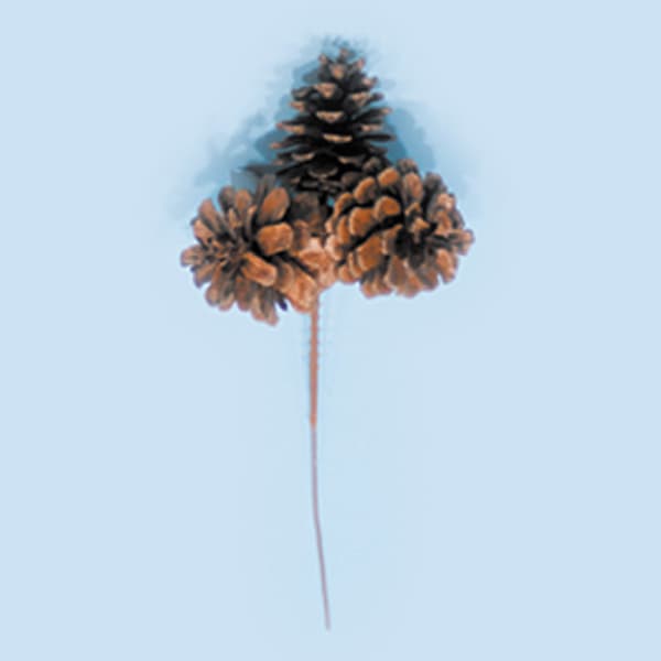 Triple Natural Pine Cone Pick