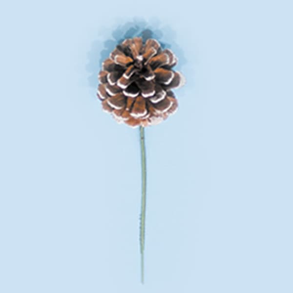 2″ White Tipped Pine Cone Pick