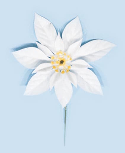 7″ White Poinsettia Pick