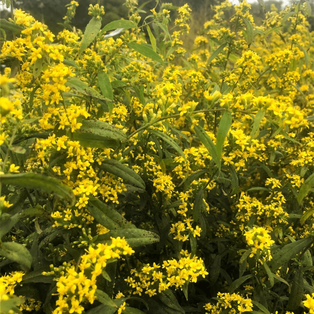 Caesia Goldenrod