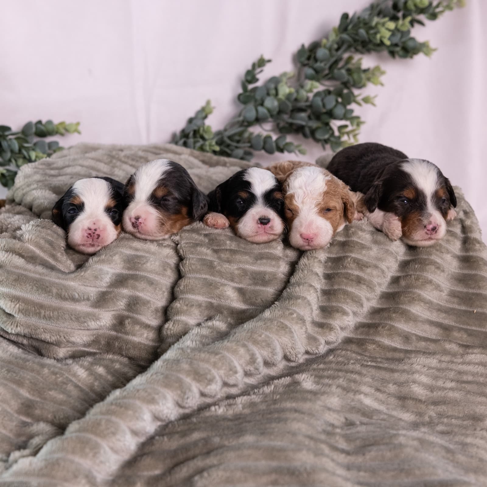 Queen X Bush Litter - thumbnail 3