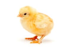 Chicks (25/pack)