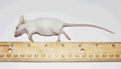 Small/Weaned Mice (10/Pack)
