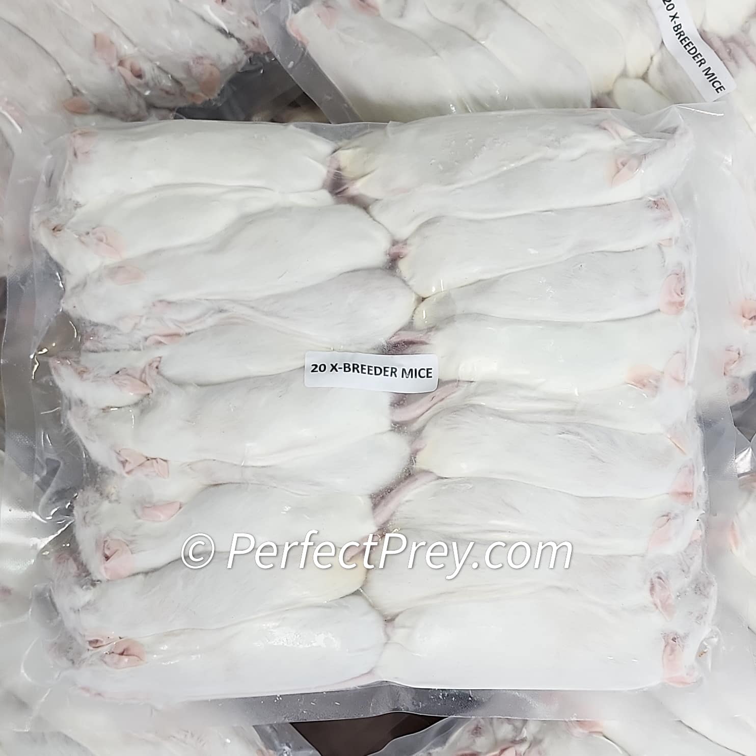 Ex-Breeder Mice (20/Pack)