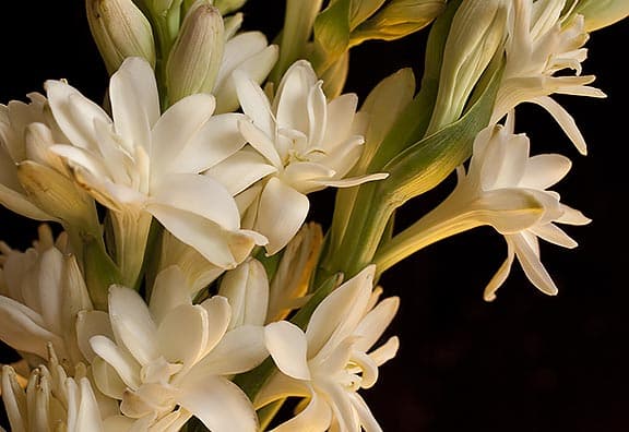 Terrific Tuberose Base (PK Perfumes)
