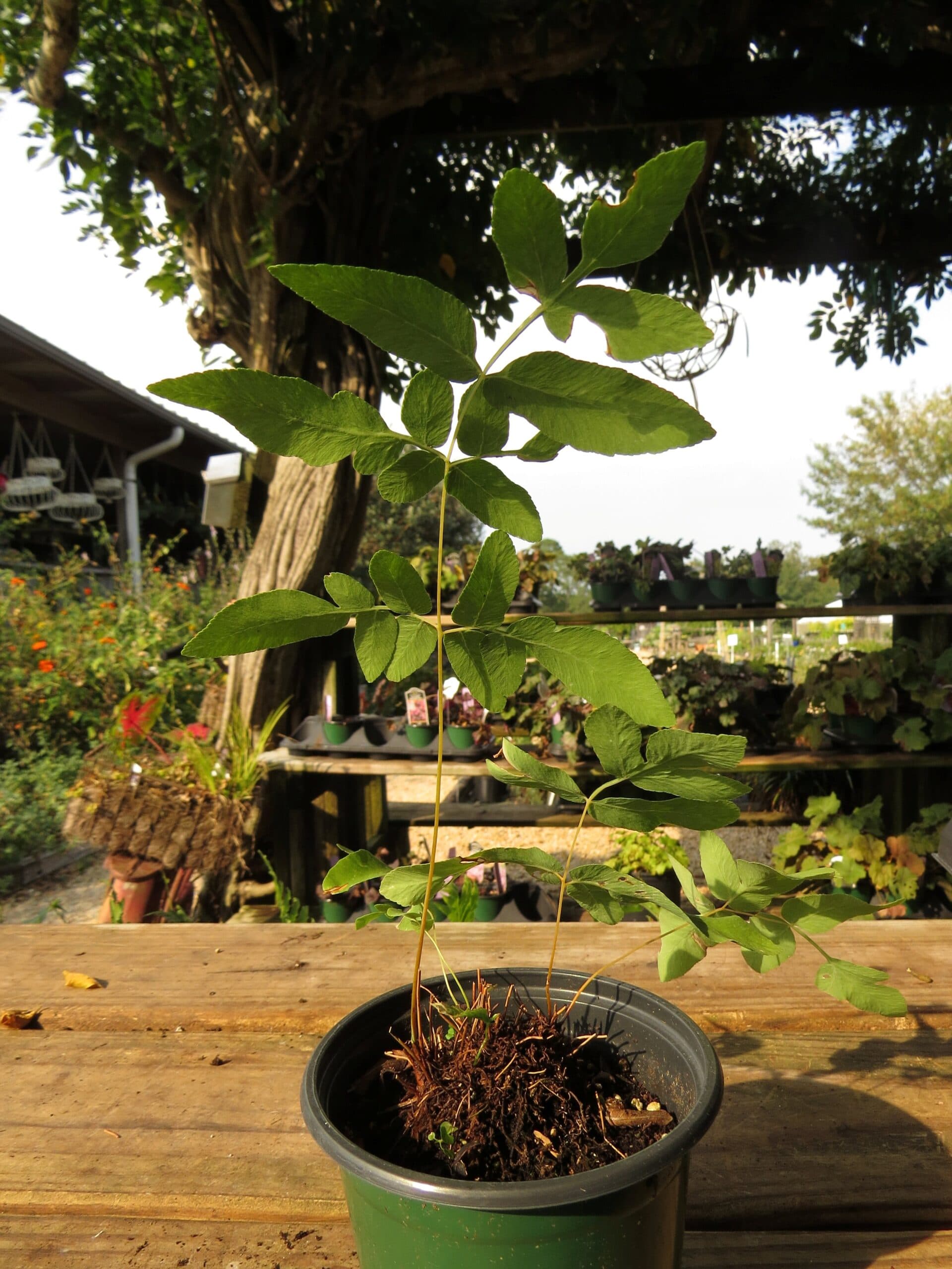 American Royal Fern - thumbnail 3