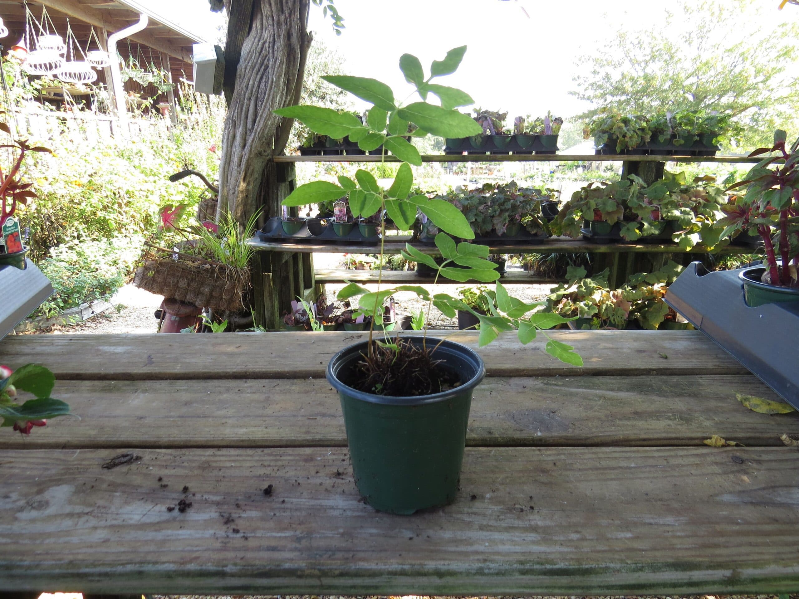 American Royal Fern - thumbnail 2