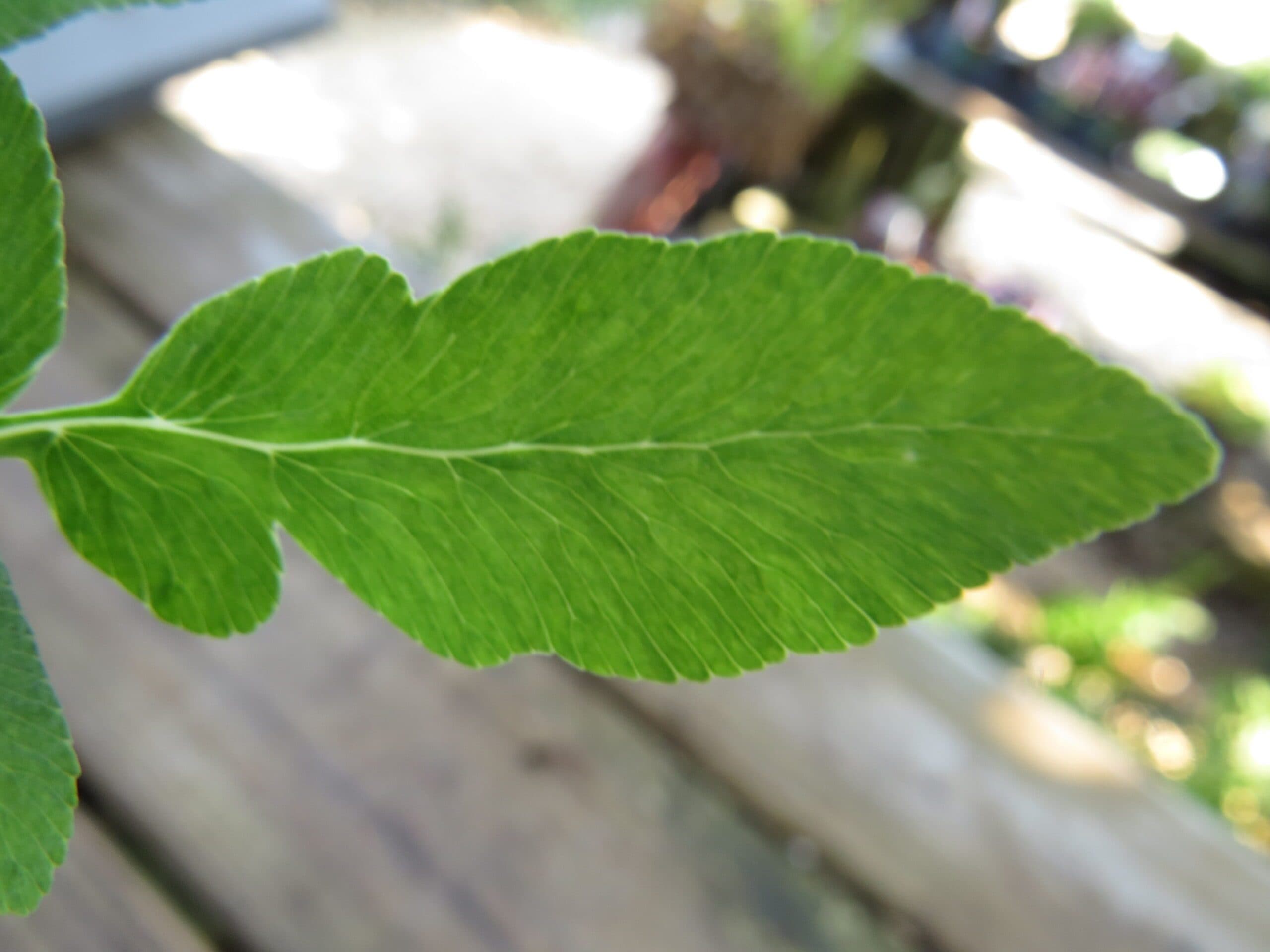 American Royal Fern - thumbnail 7
