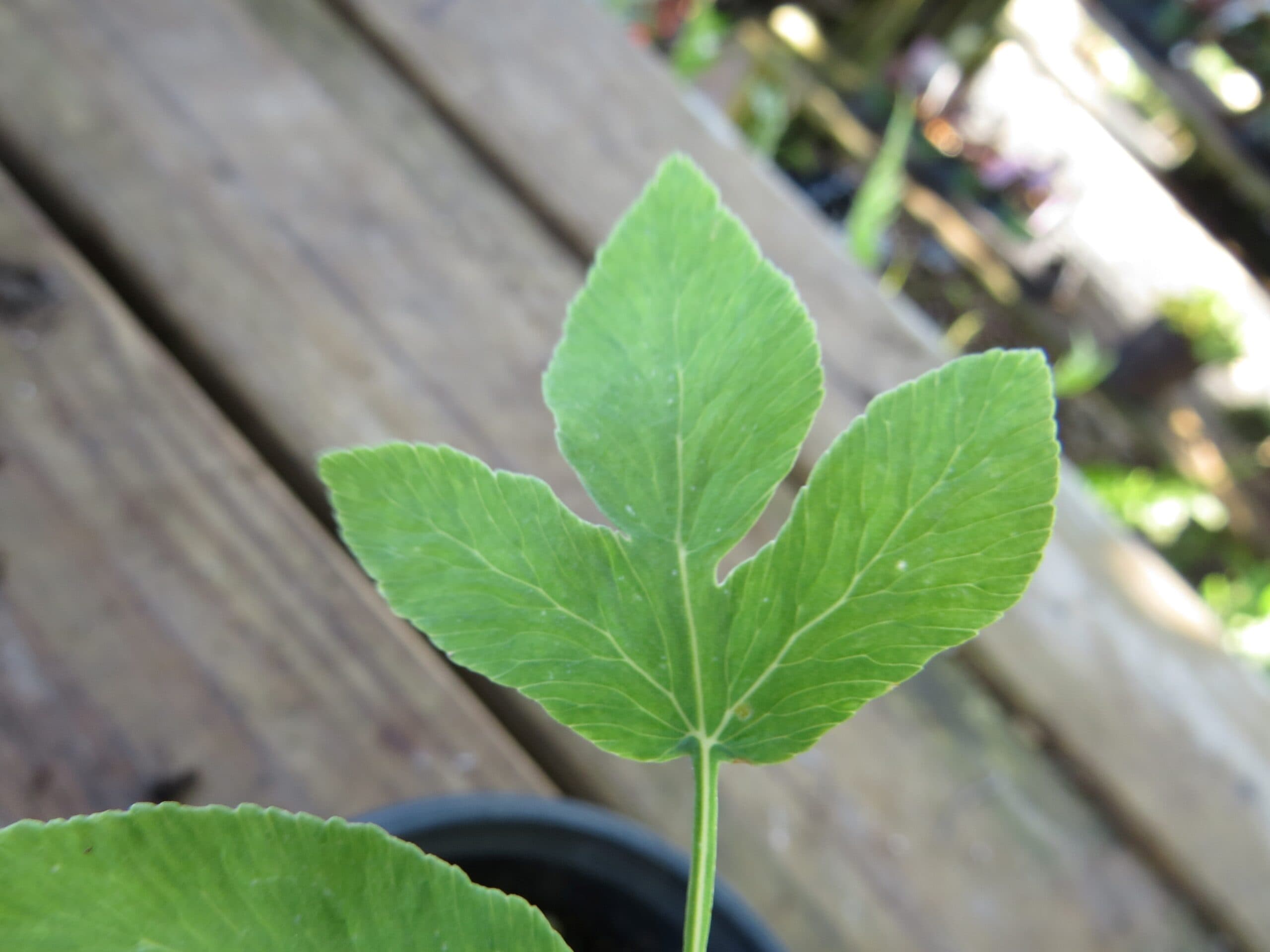 American Royal Fern - thumbnail 8