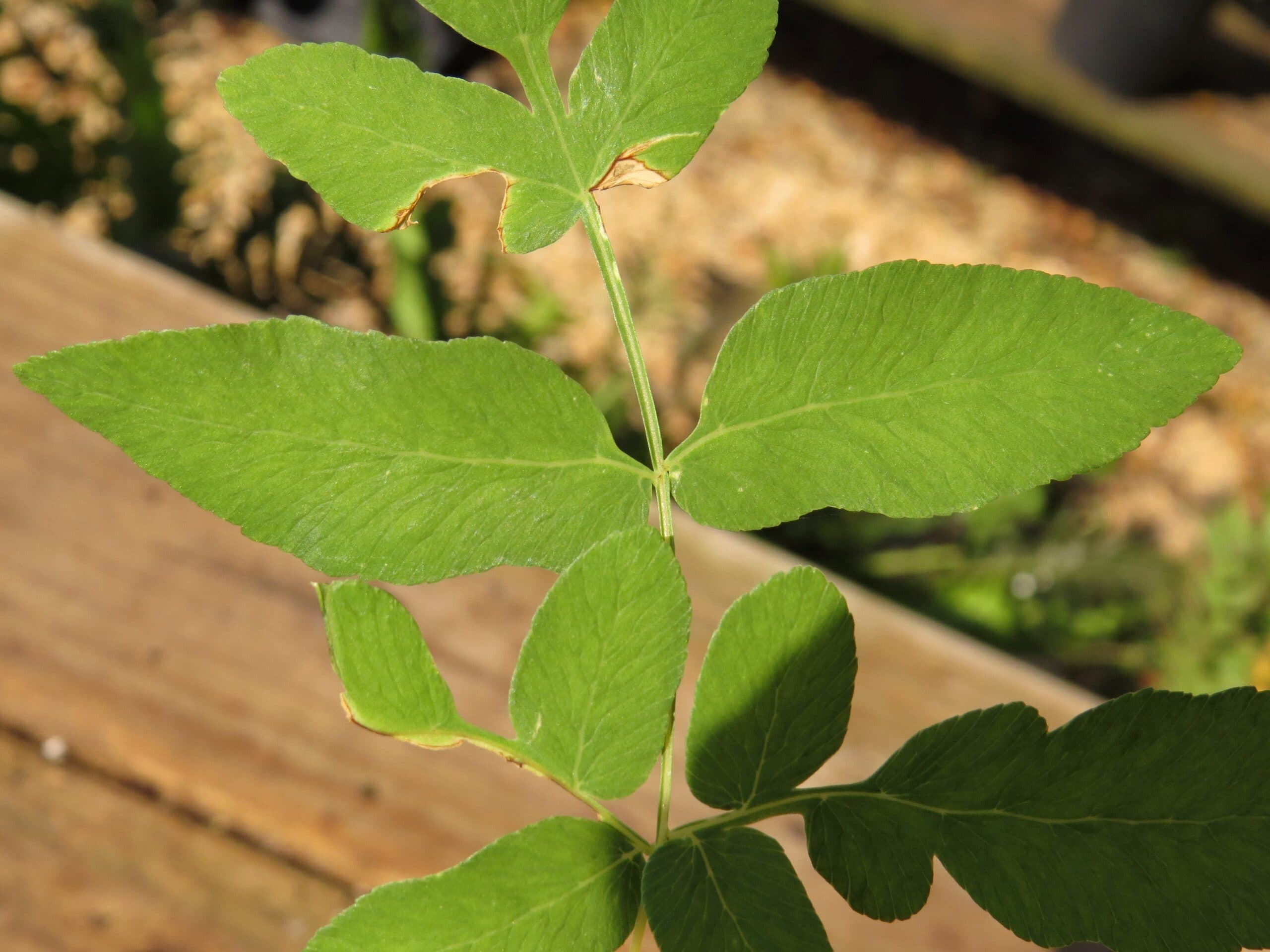 American Royal Fern - thumbnail 9