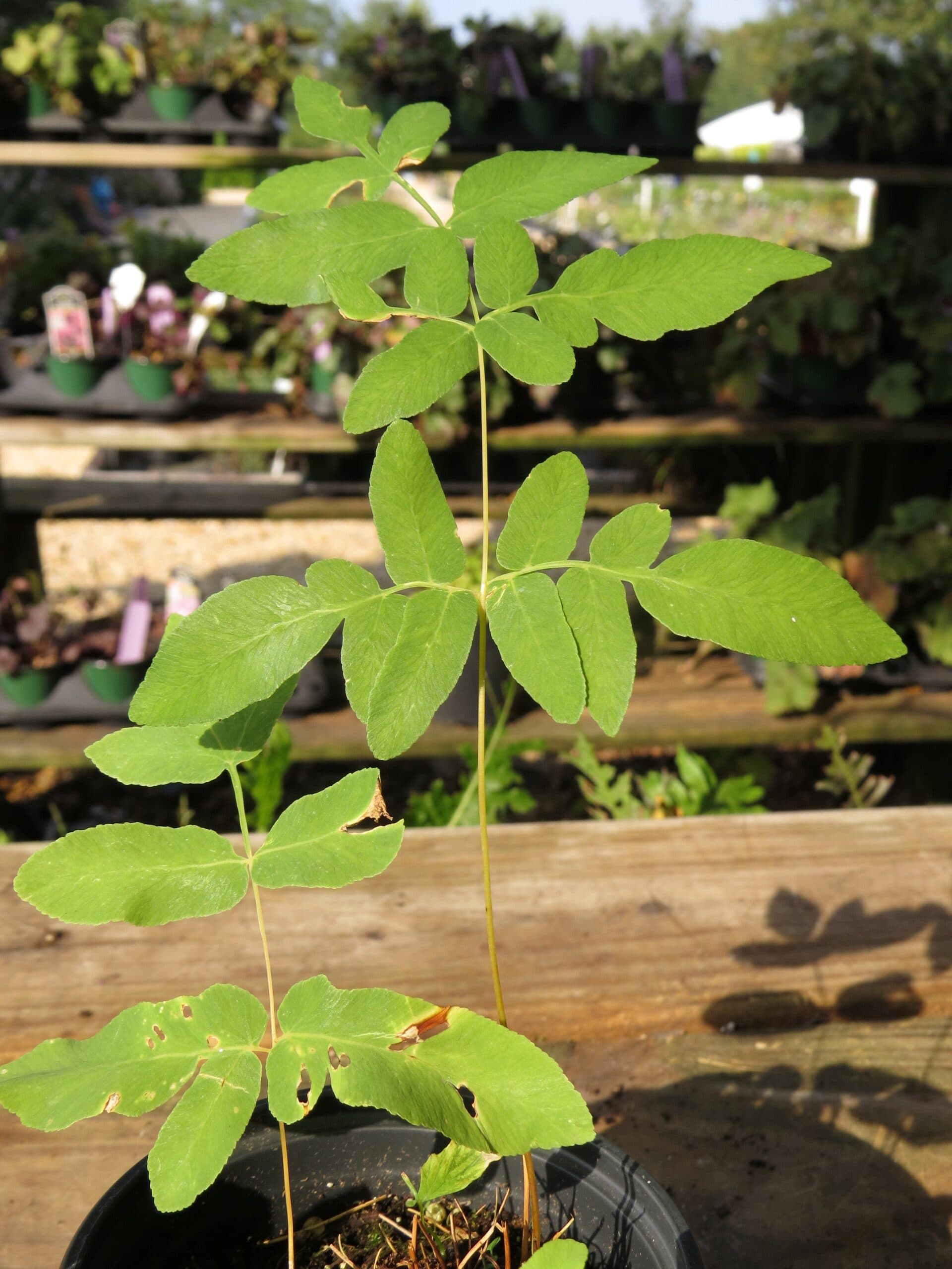 American Royal Fern - thumbnail 4