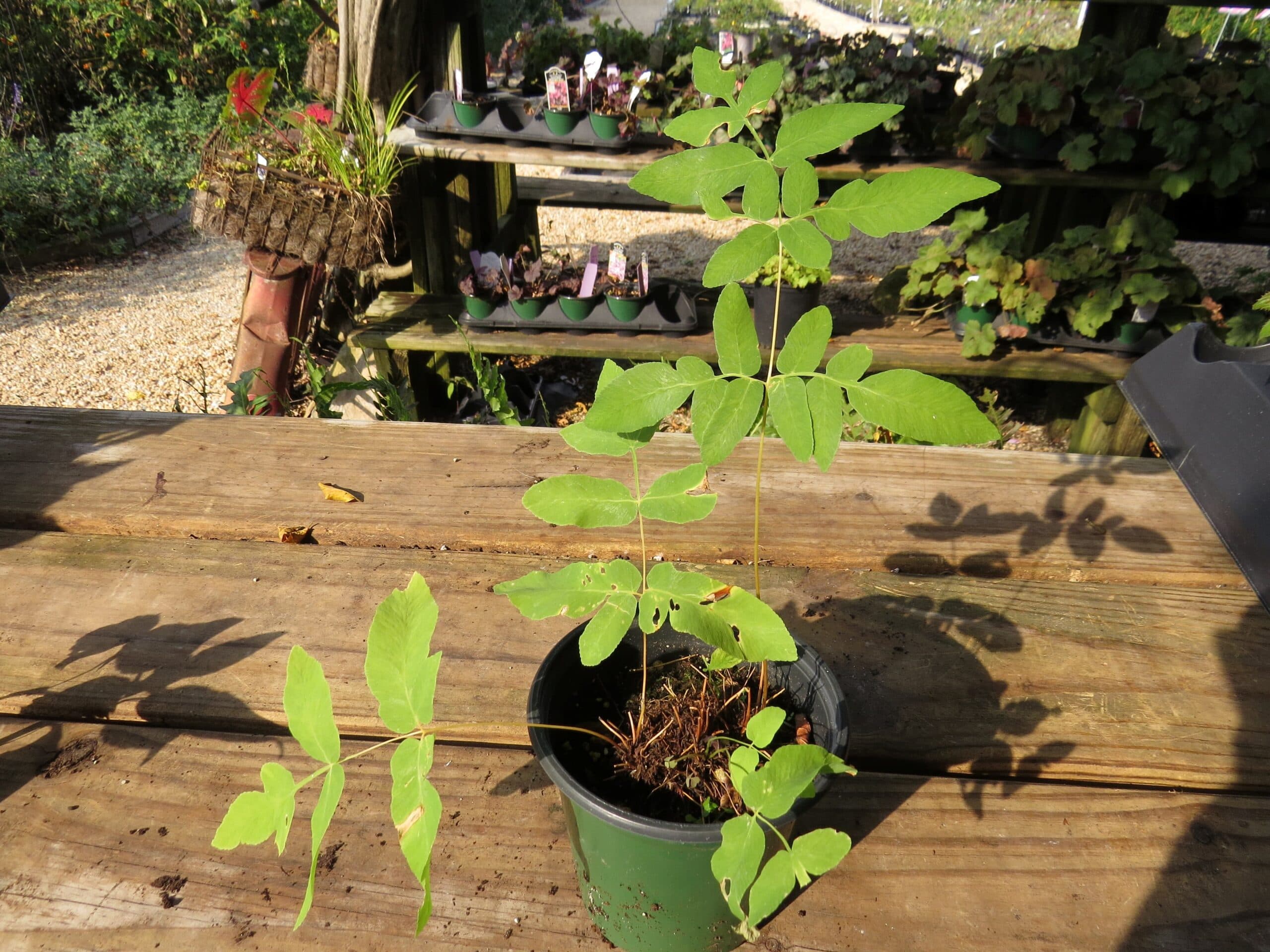 American Royal Fern - thumbnail 6