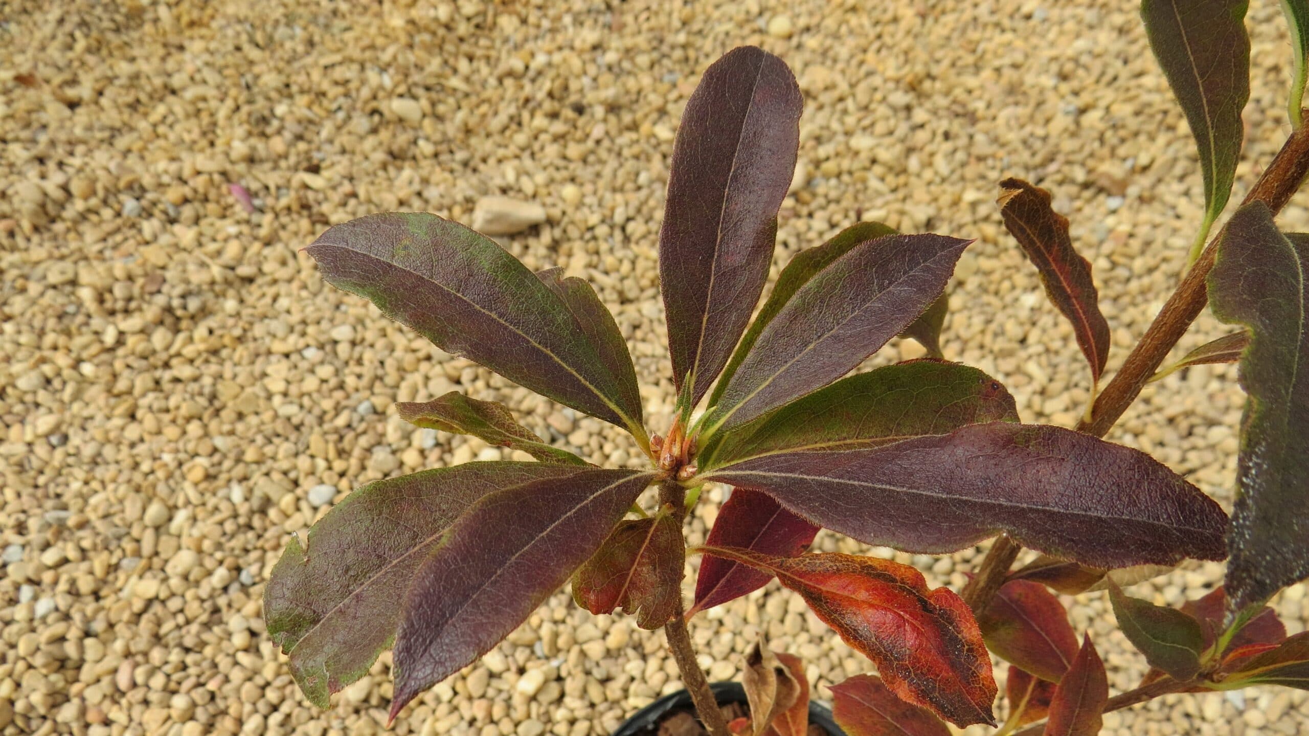 Azalea Stonewall Jackson - thumbnail 2