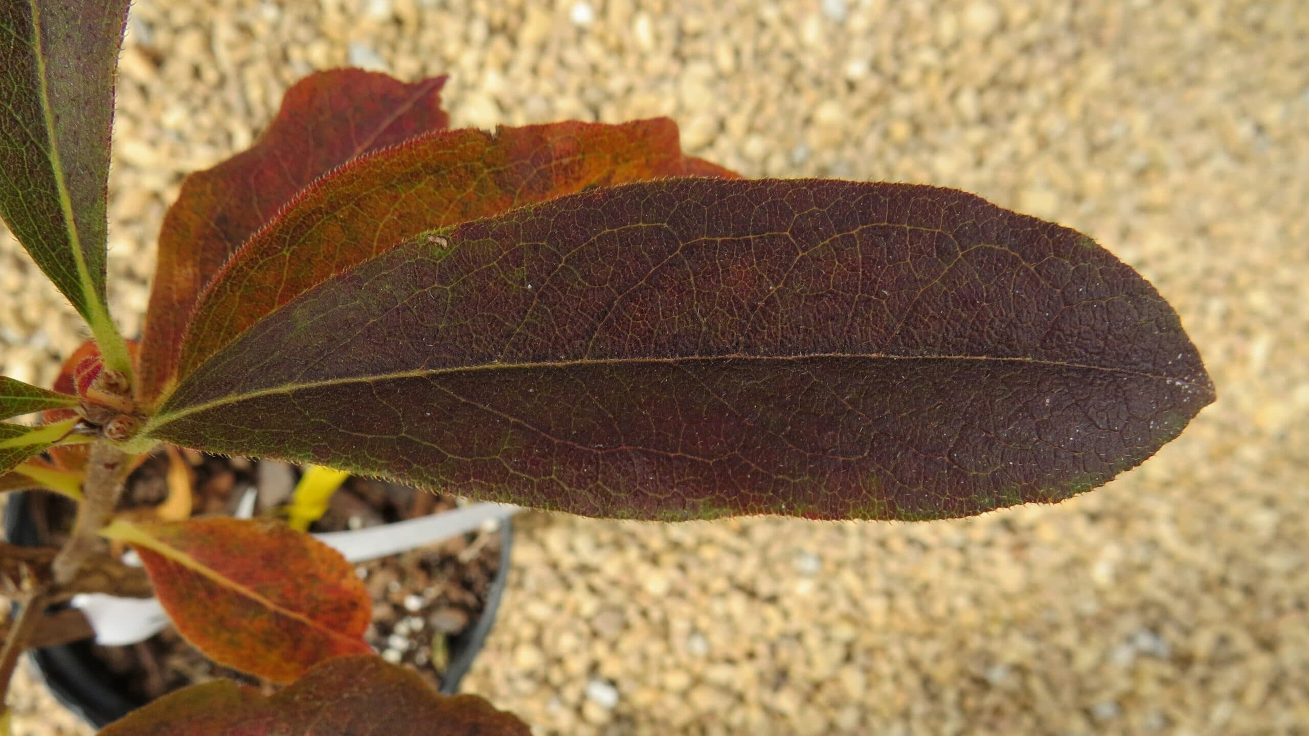 Azalea Stonewall Jackson - thumbnail 3