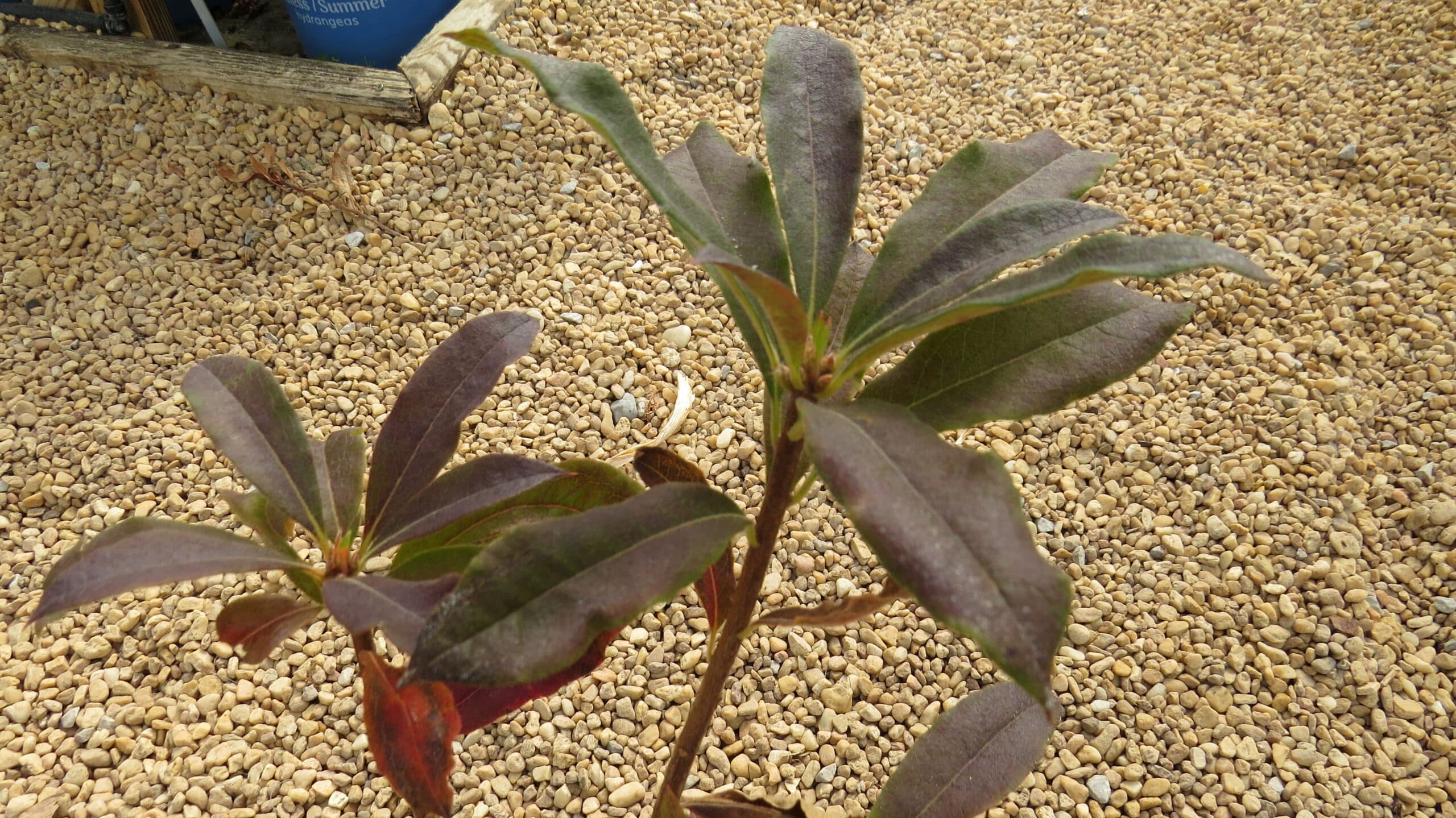 Azalea Stonewall Jackson - thumbnail 6