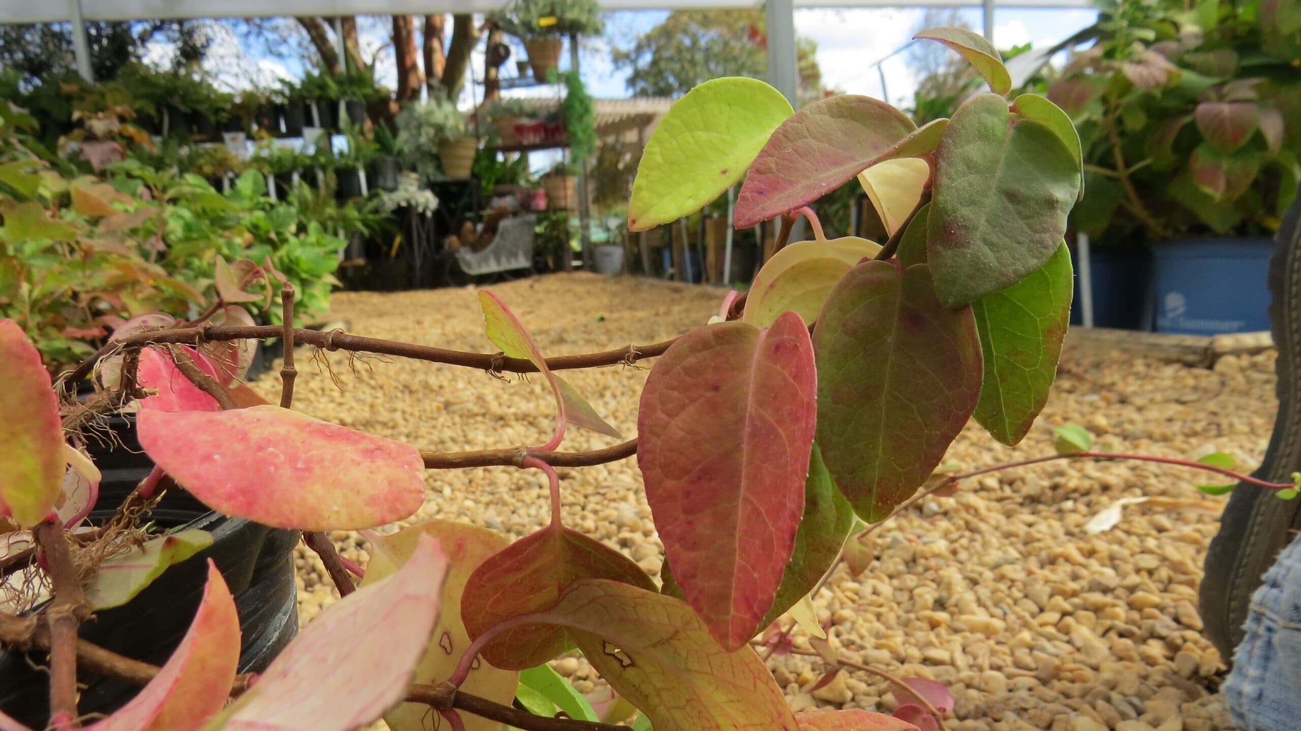 Climbing Hydrangea - thumbnail 5