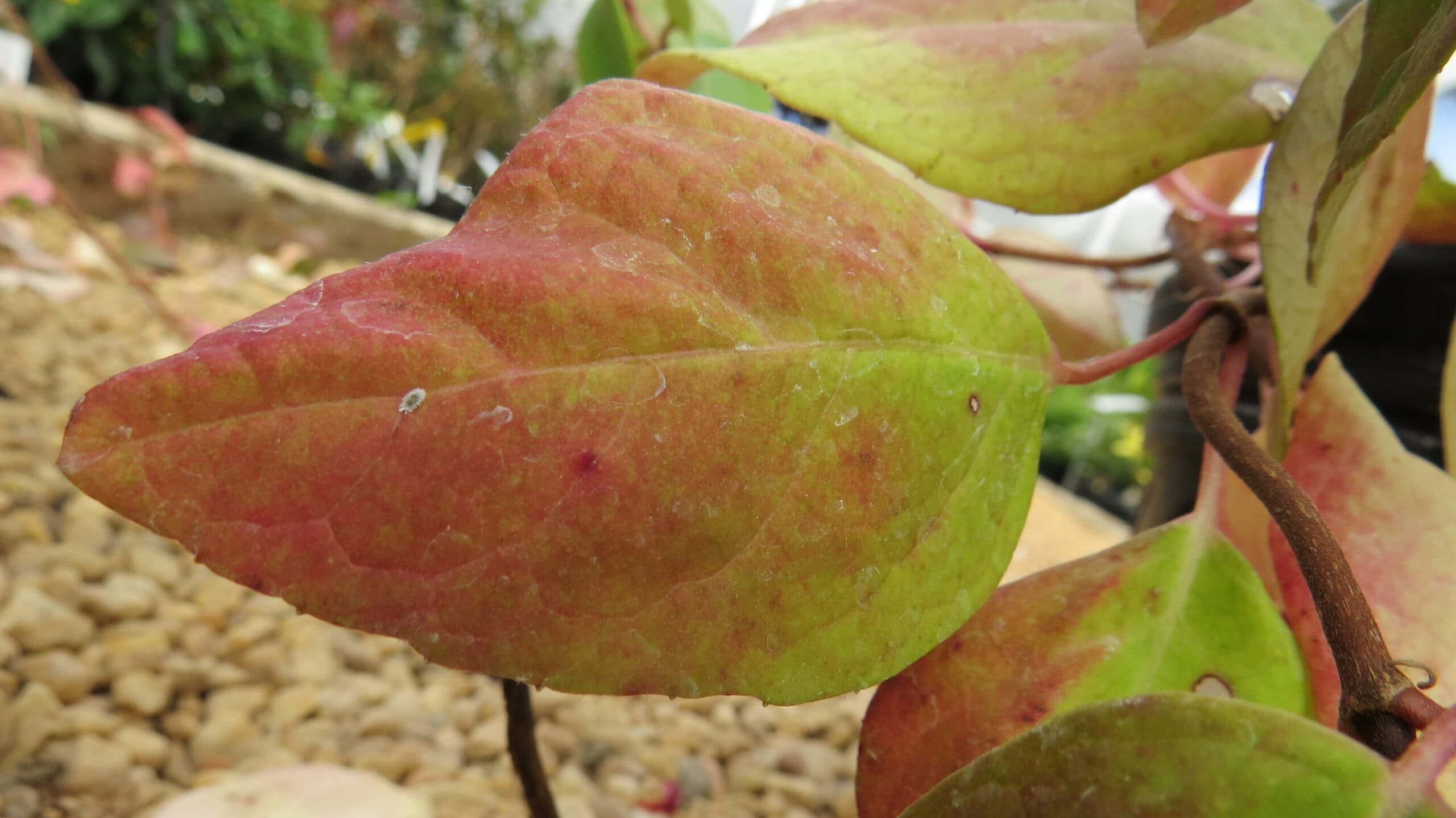 Climbing Hydrangea - thumbnail 7
