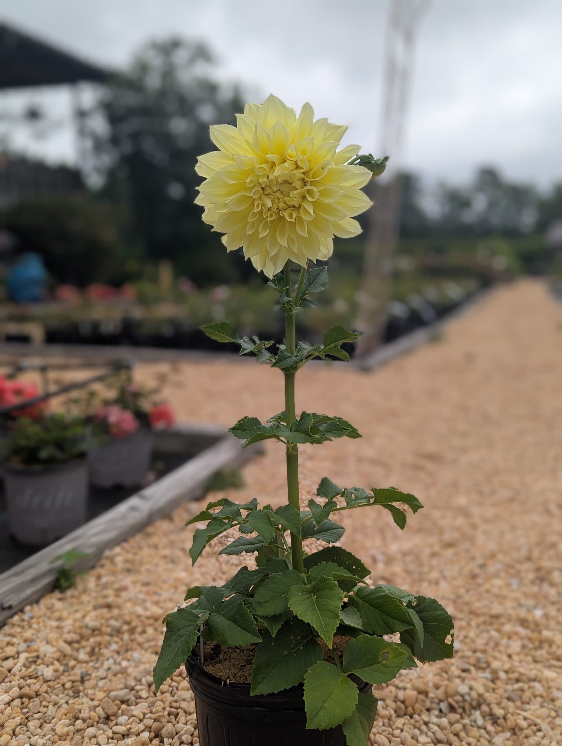 Dahlia Kelvin Floodlight - thumbnail 6