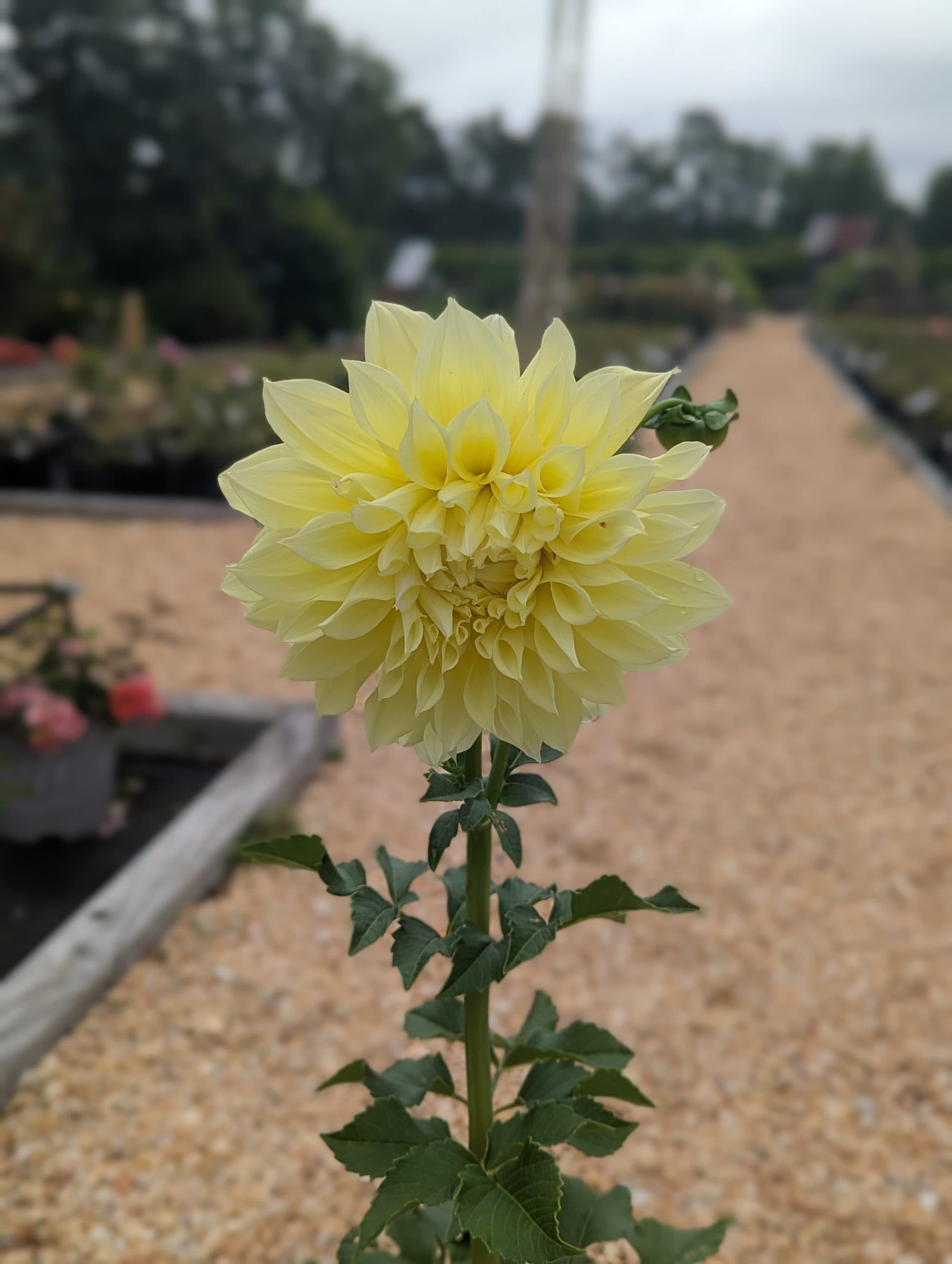 Dahlia Kelvin Floodlight - thumbnail 5