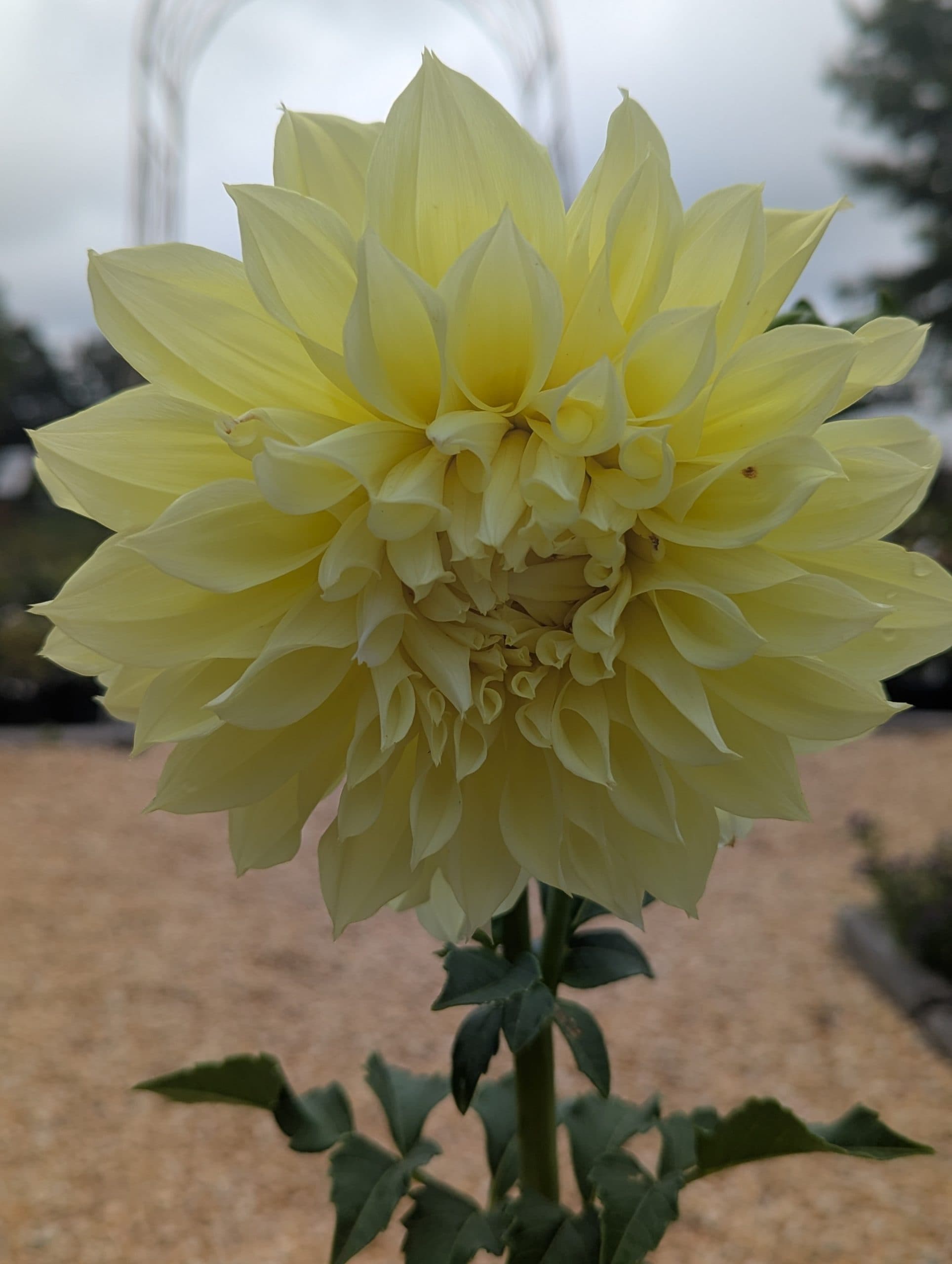 Dahlia Kelvin Floodlight - thumbnail 2