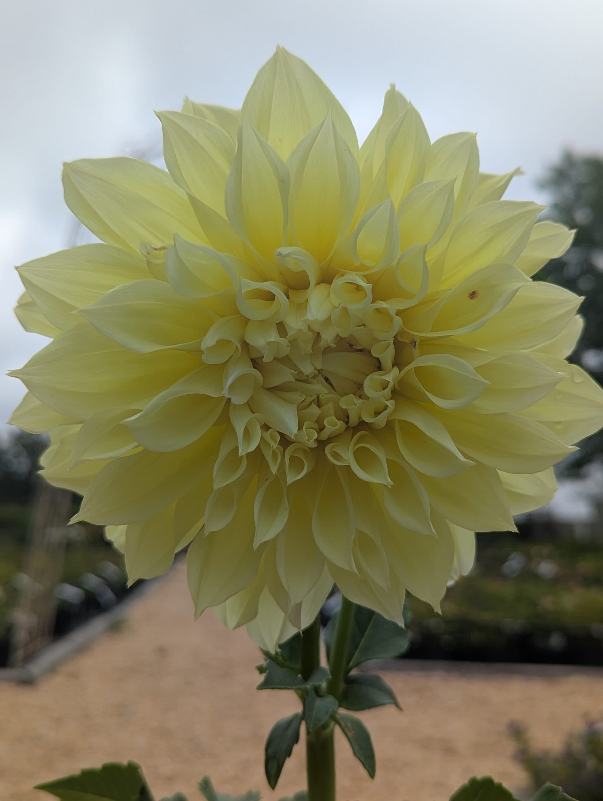 Dahlia Kelvin Floodlight