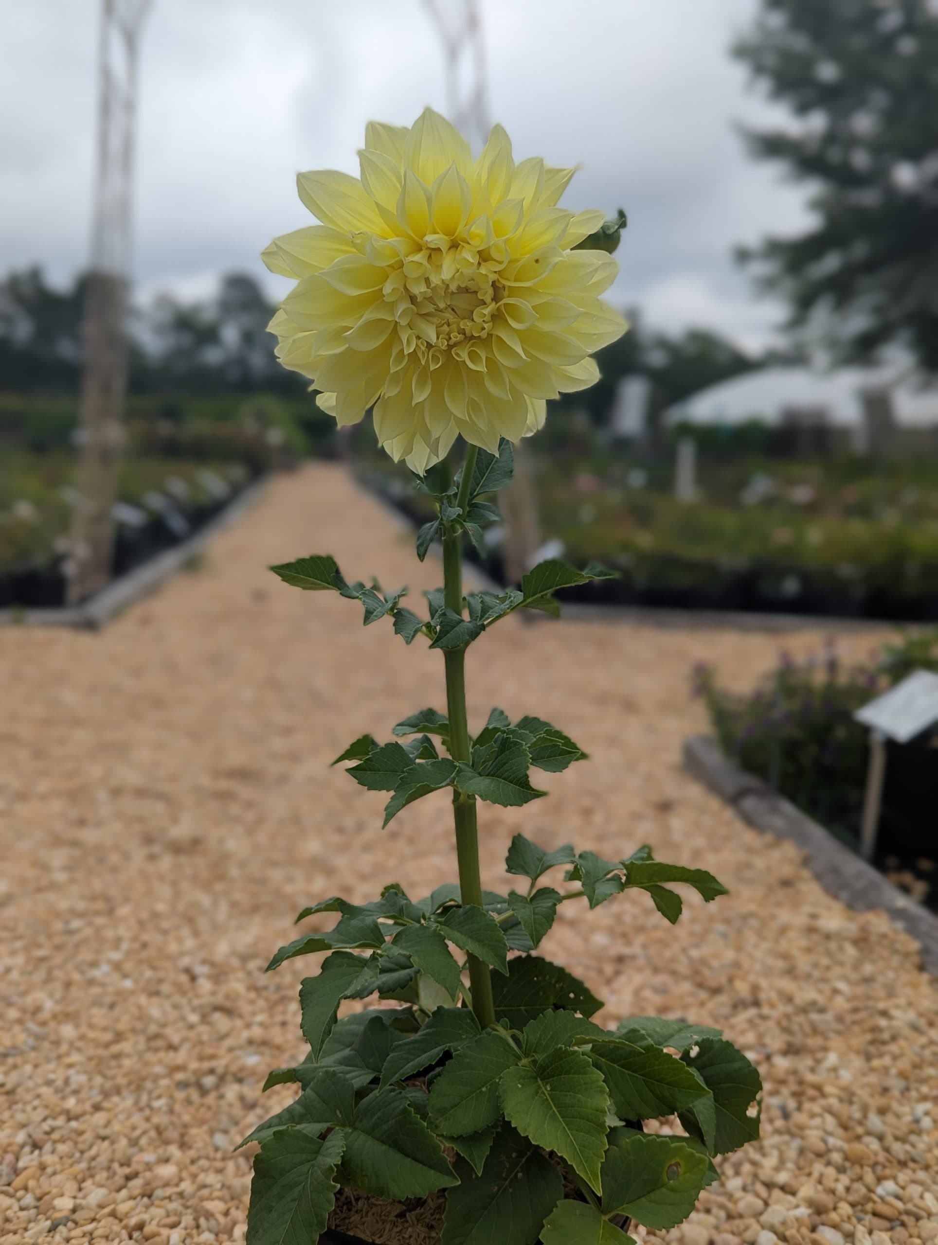 Dahlia Kelvin Floodlight - thumbnail 4