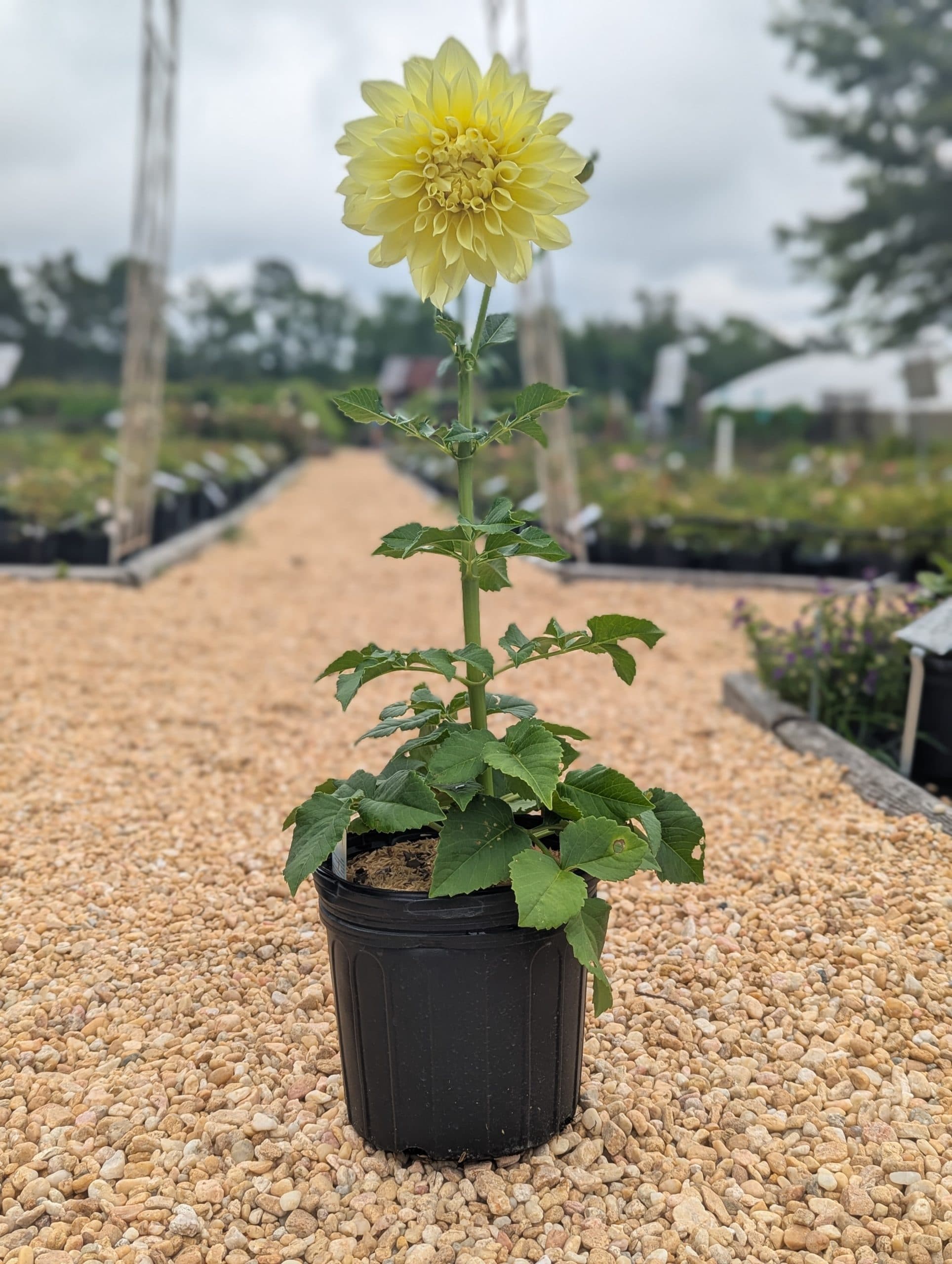 Dahlia Kelvin Floodlight - thumbnail 3