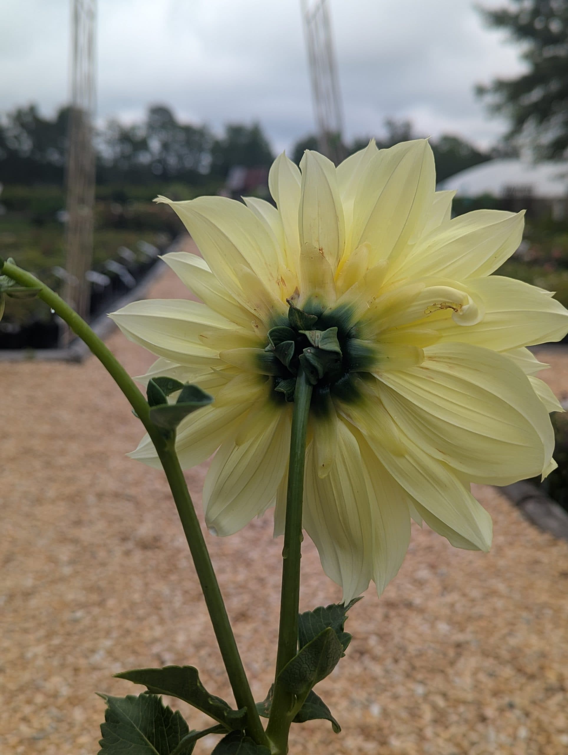 Dahlia Kelvin Floodlight - thumbnail 7