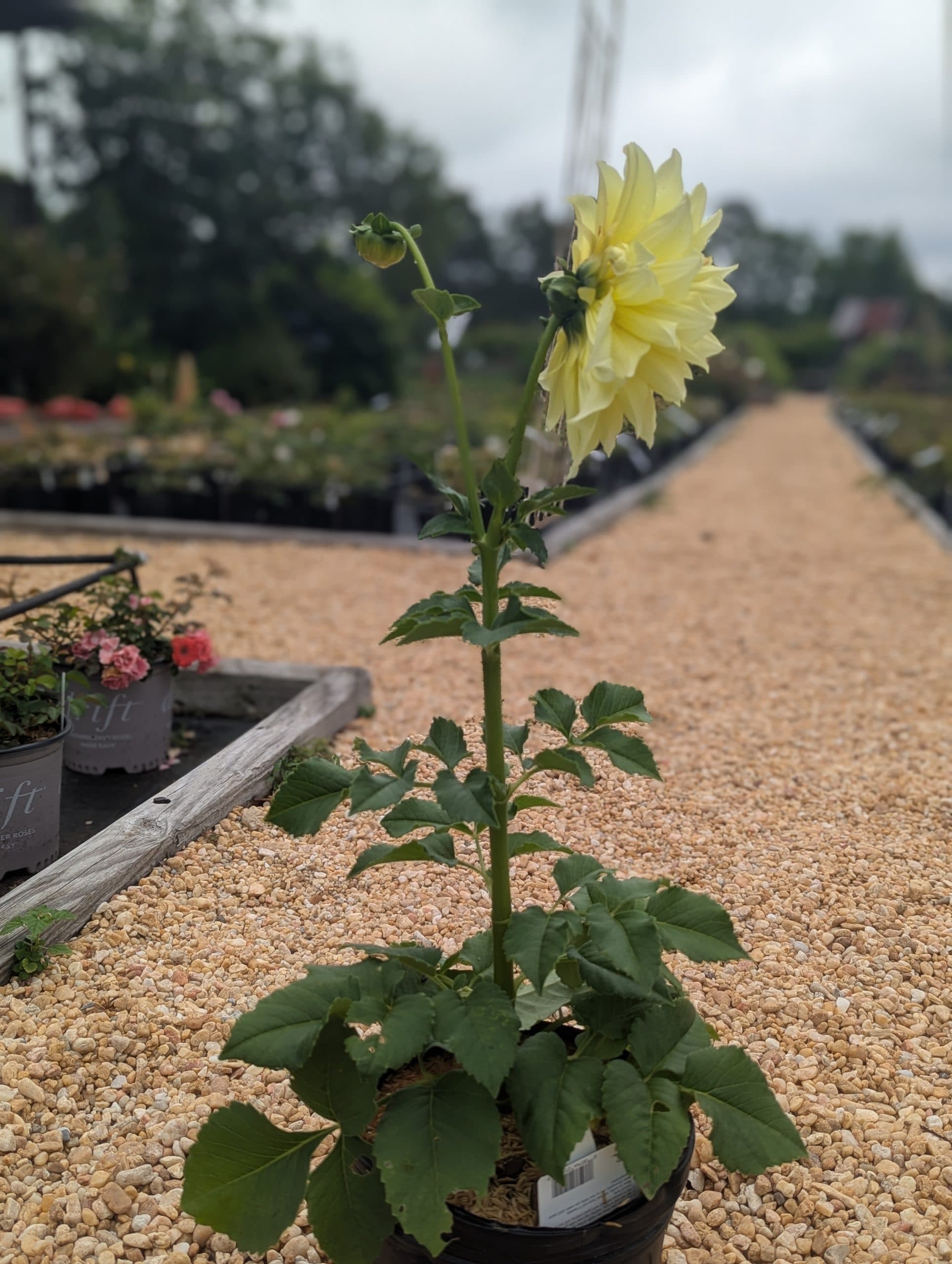 Dahlia Kelvin Floodlight - thumbnail 8