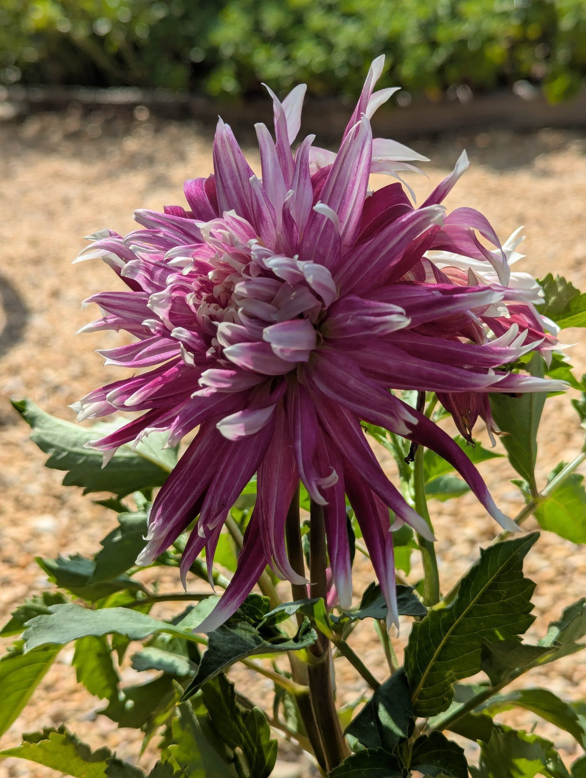 Dahlia Vancouver - thumbnail 6
