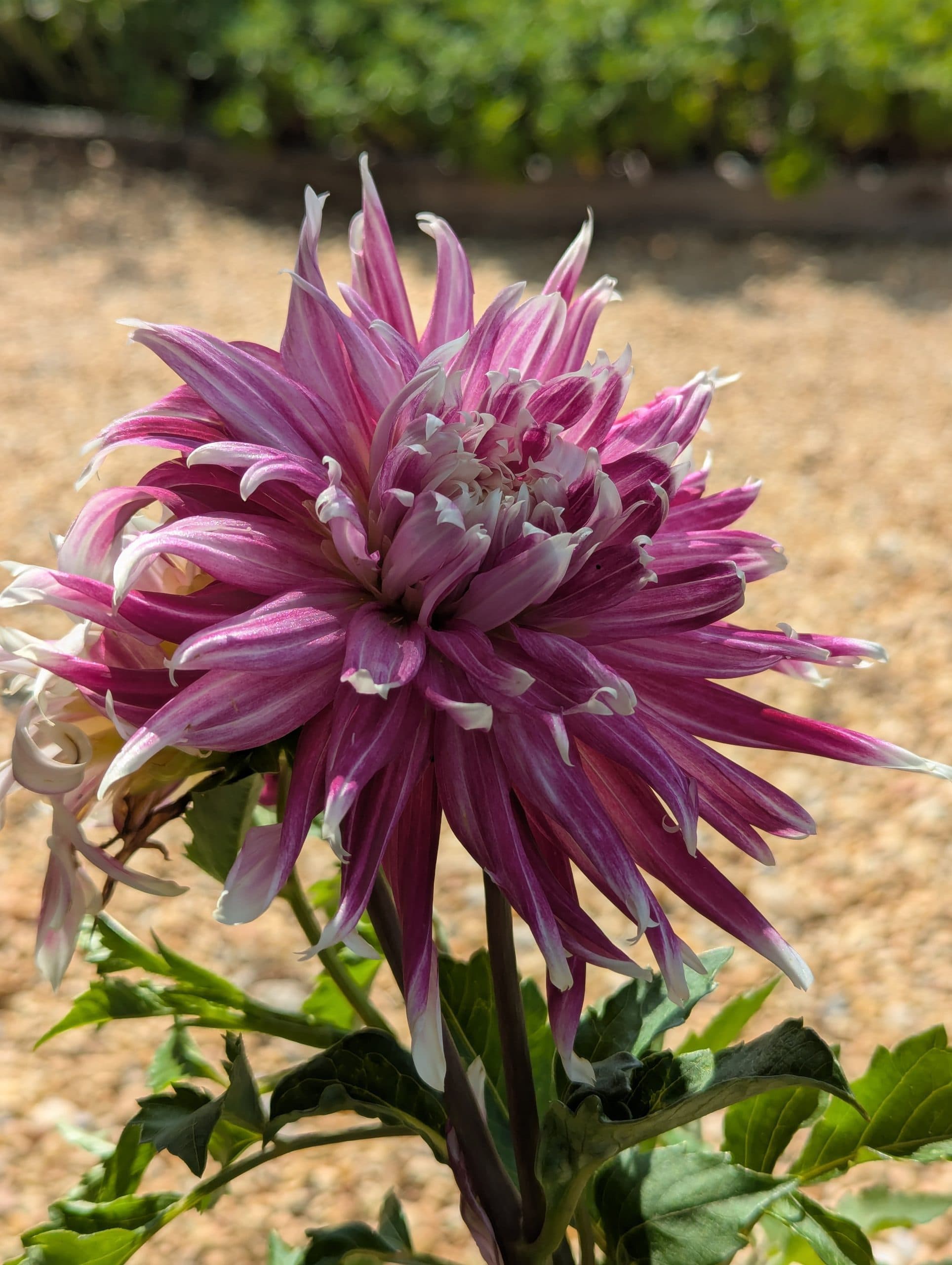 Dahlia Vancouver - thumbnail 3