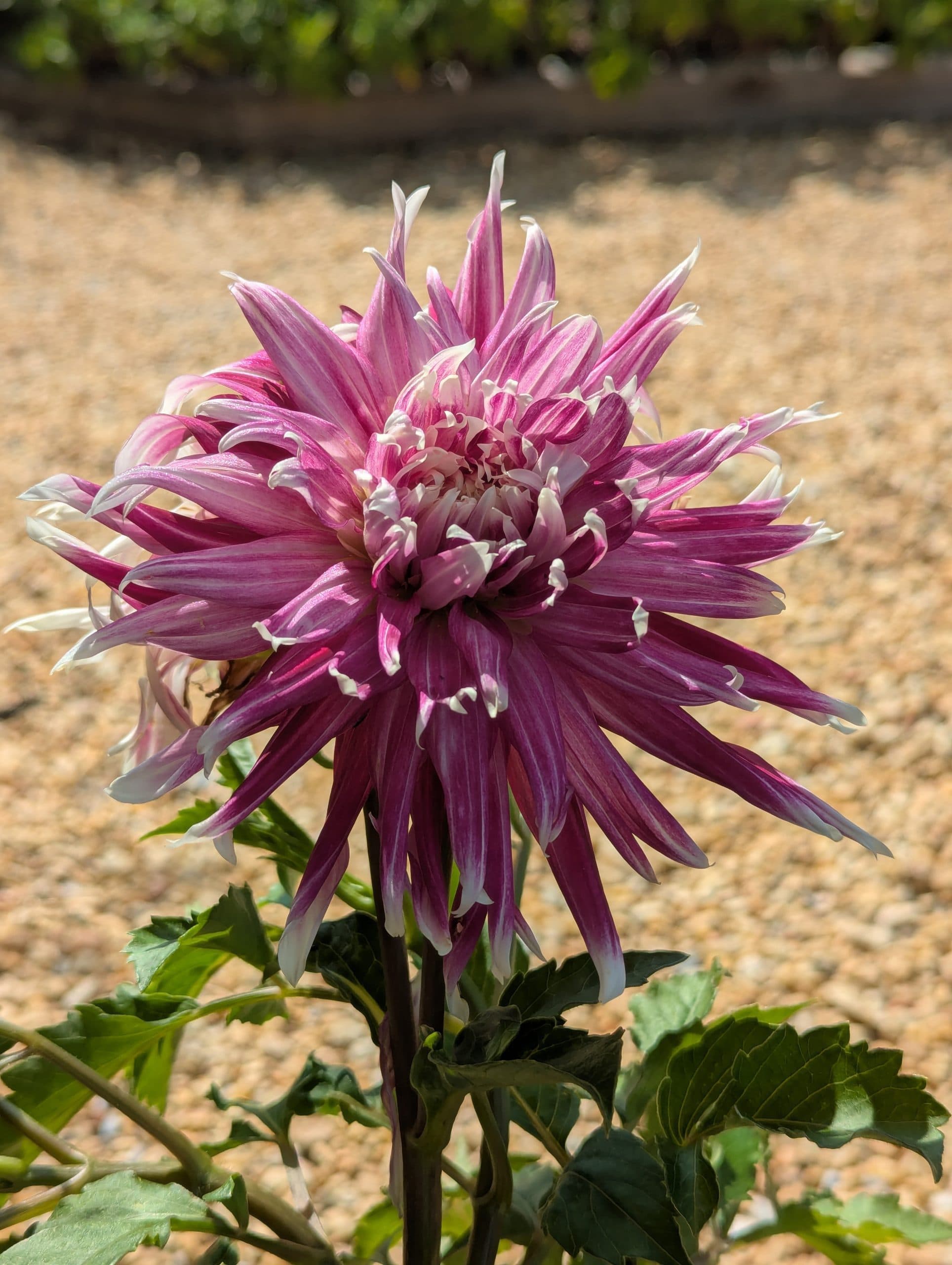 Dahlia Vancouver - thumbnail 2