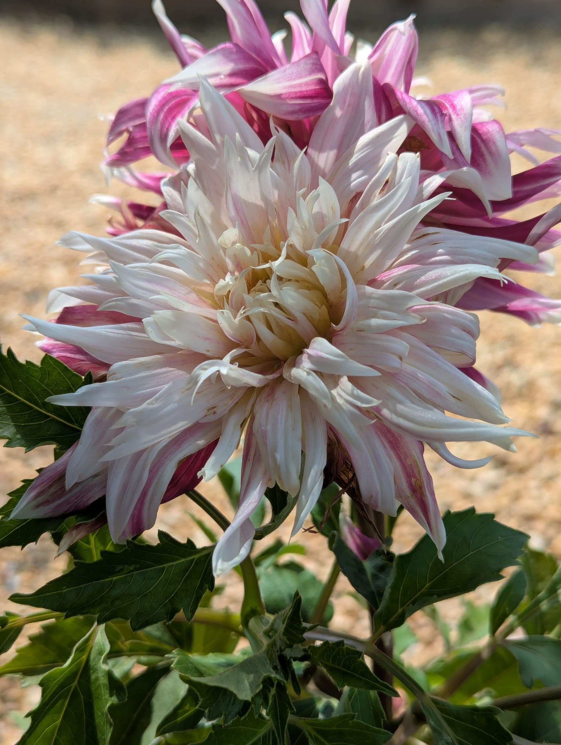 Dahlia Vancouver - thumbnail 7