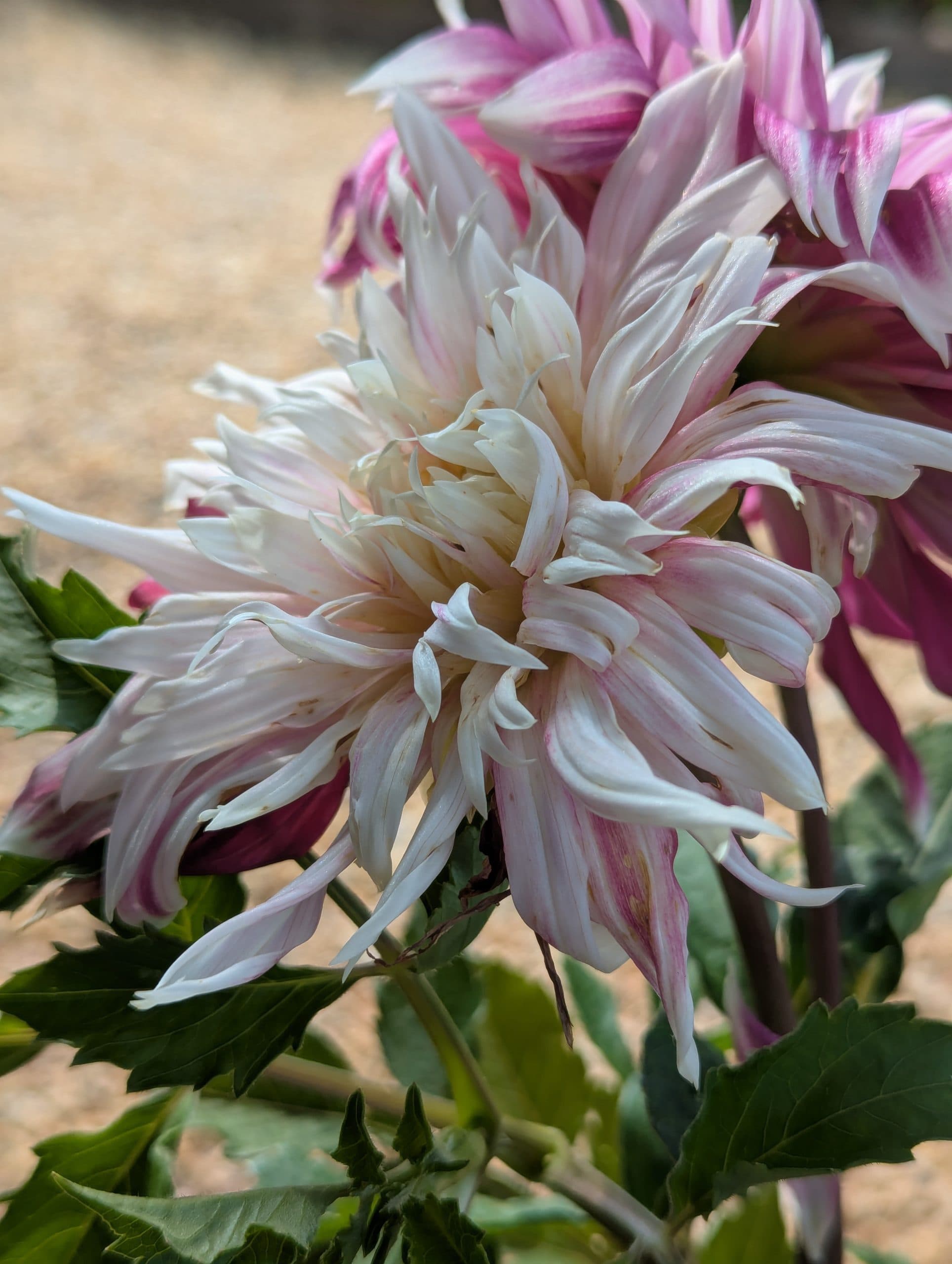 Dahlia Vancouver - thumbnail 8