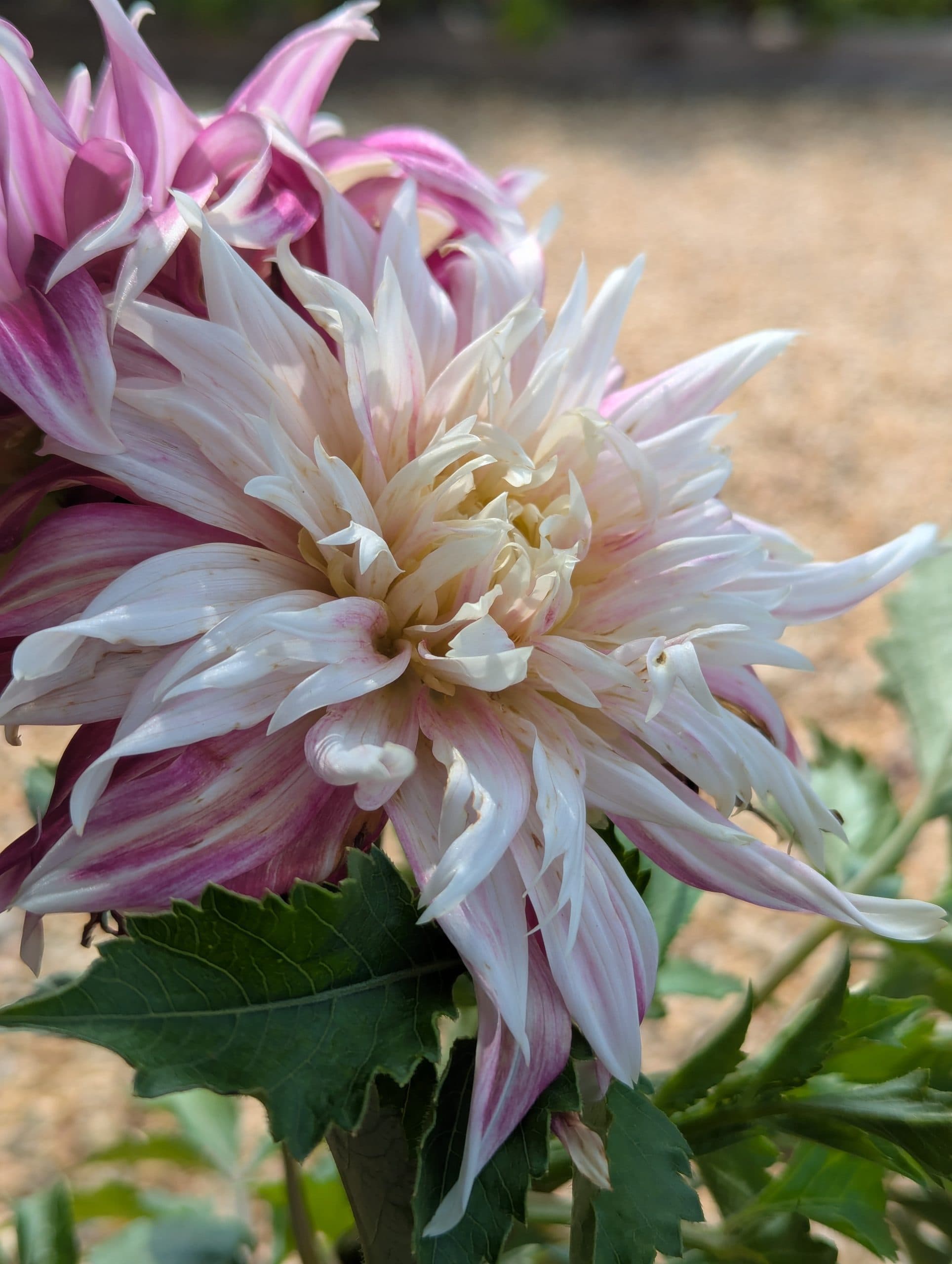 Dahlia Vancouver - thumbnail 4